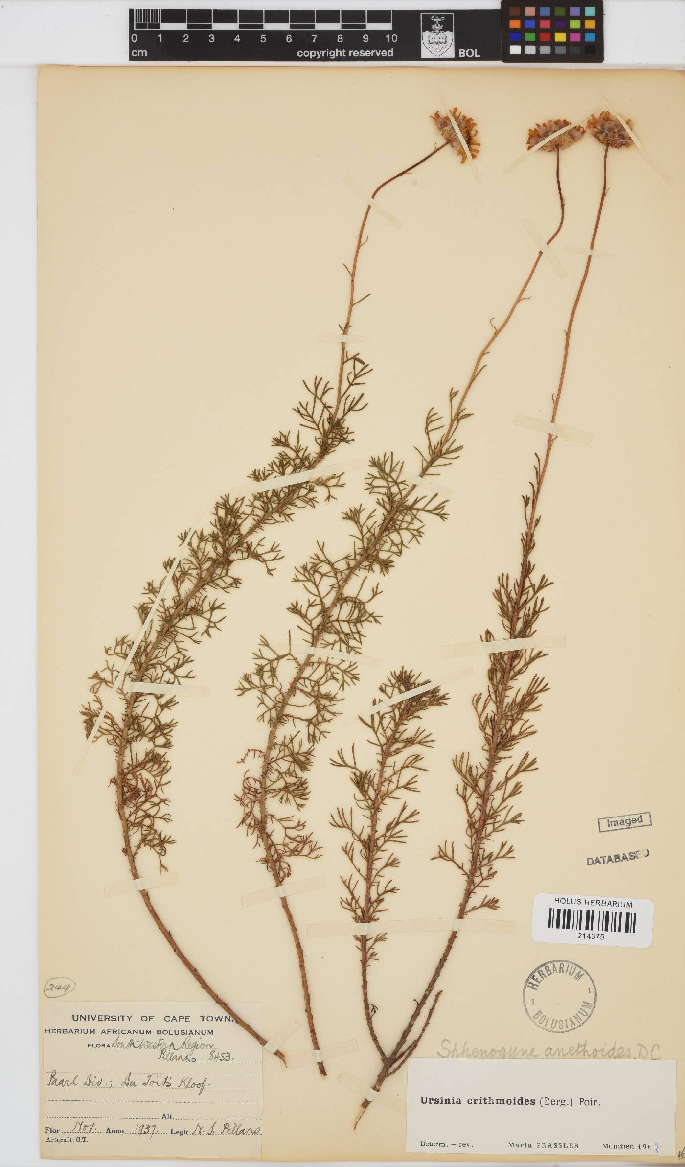 Ursinia paleacea image