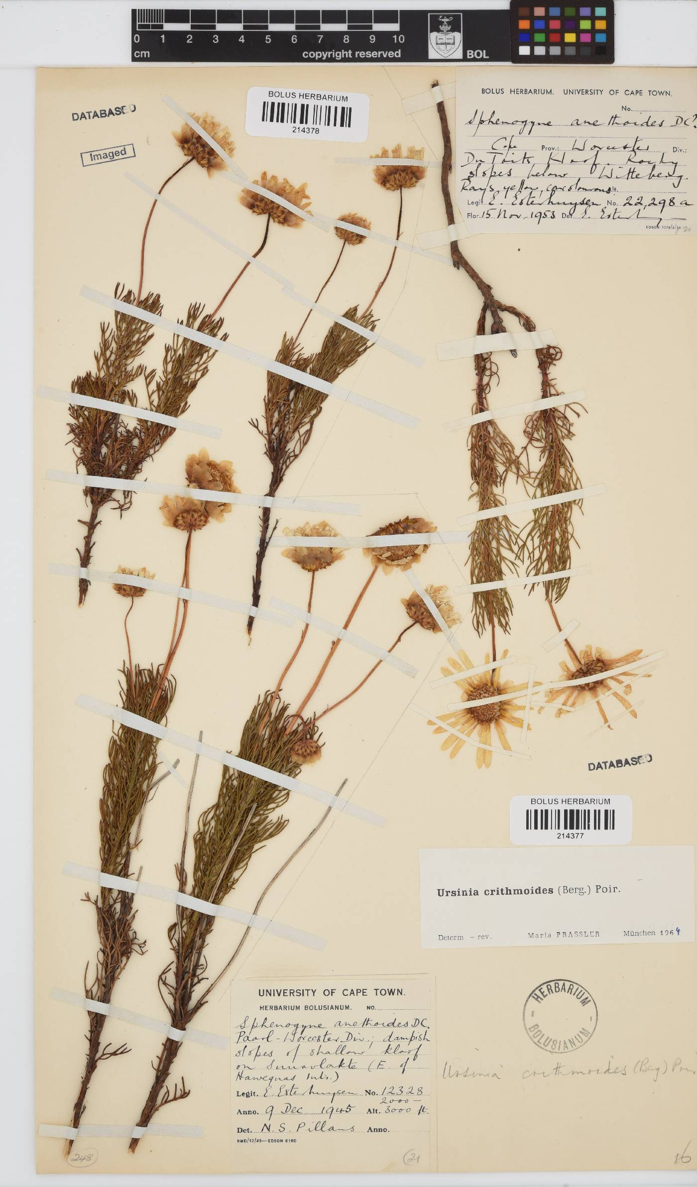 Ursinia paleacea image