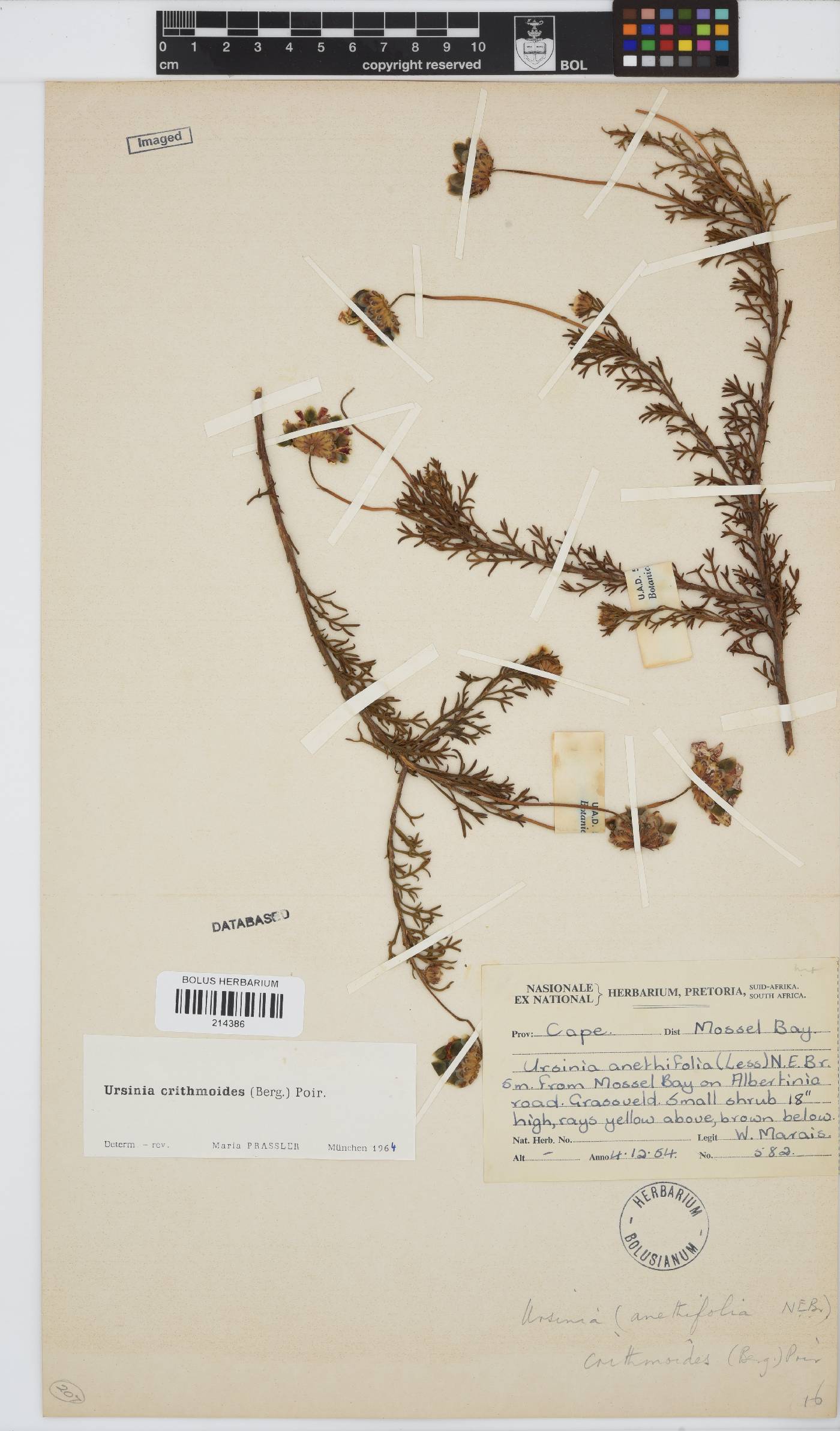 Ursinia paleacea image
