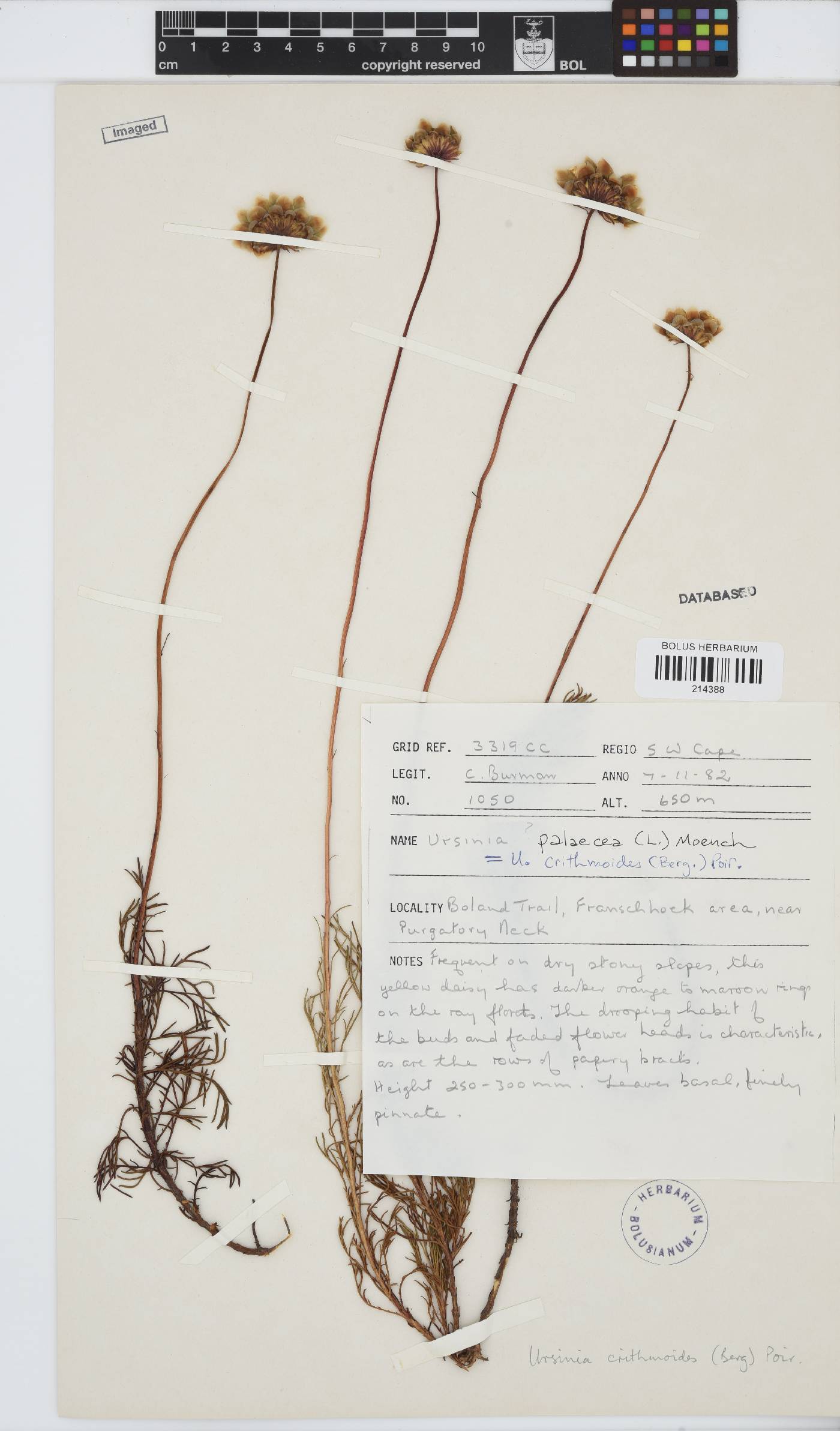 Ursinia paleacea image