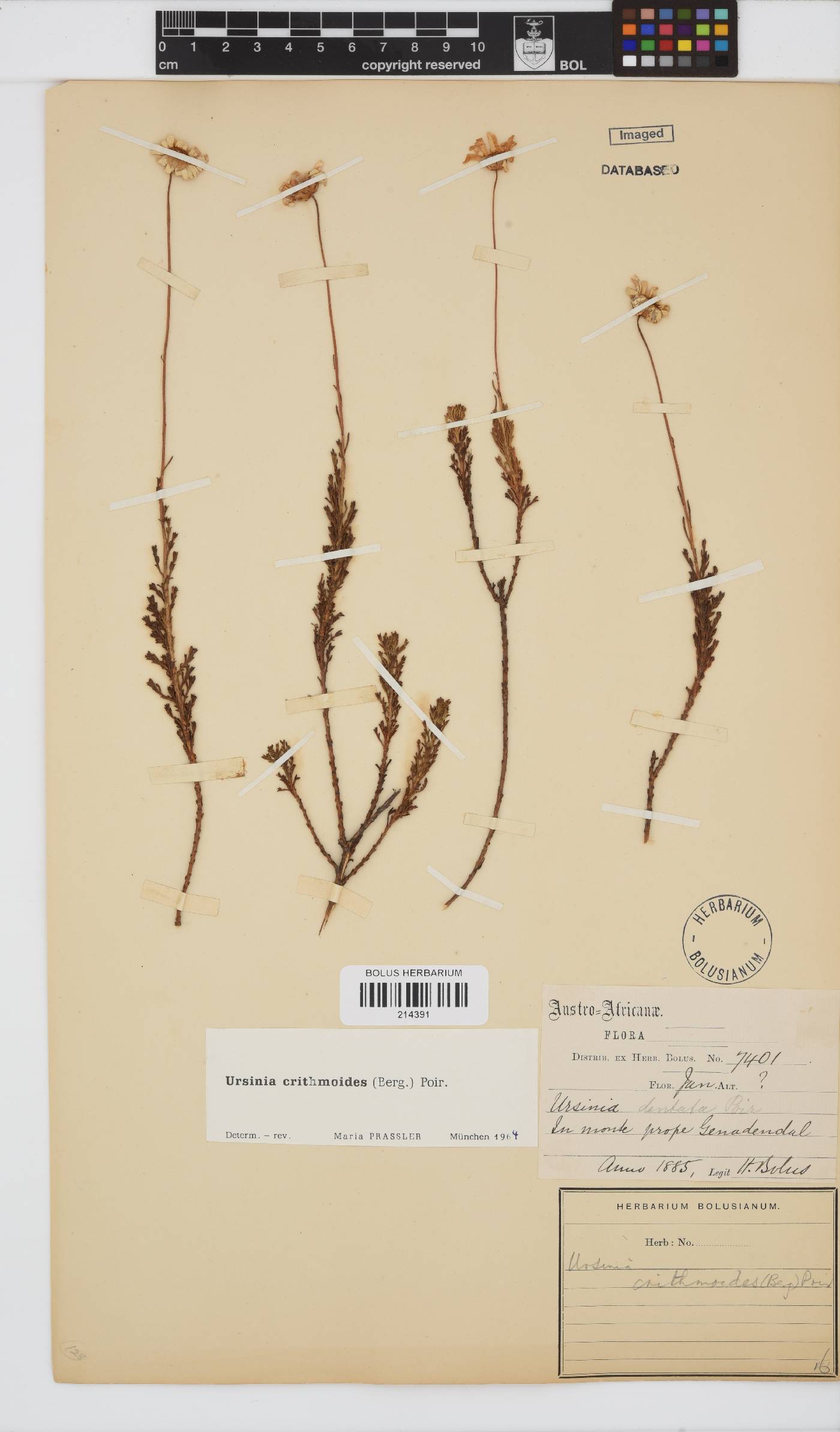 Ursinia paleacea image