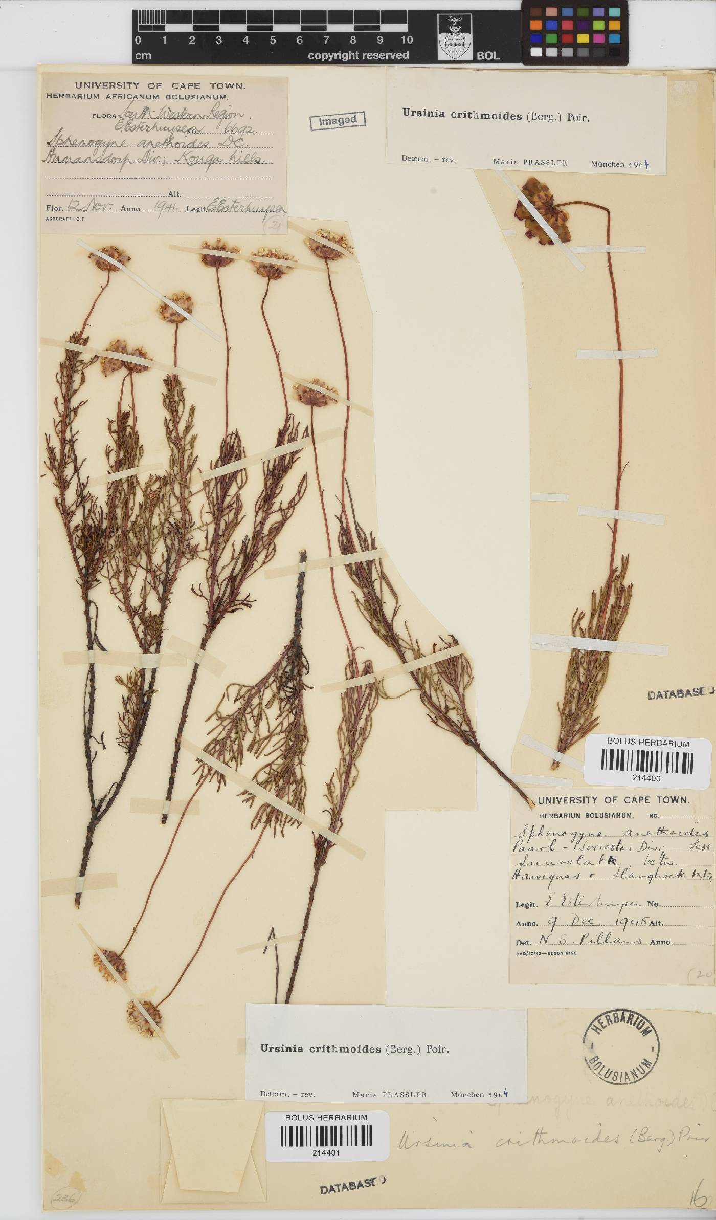 Ursinia paleacea image