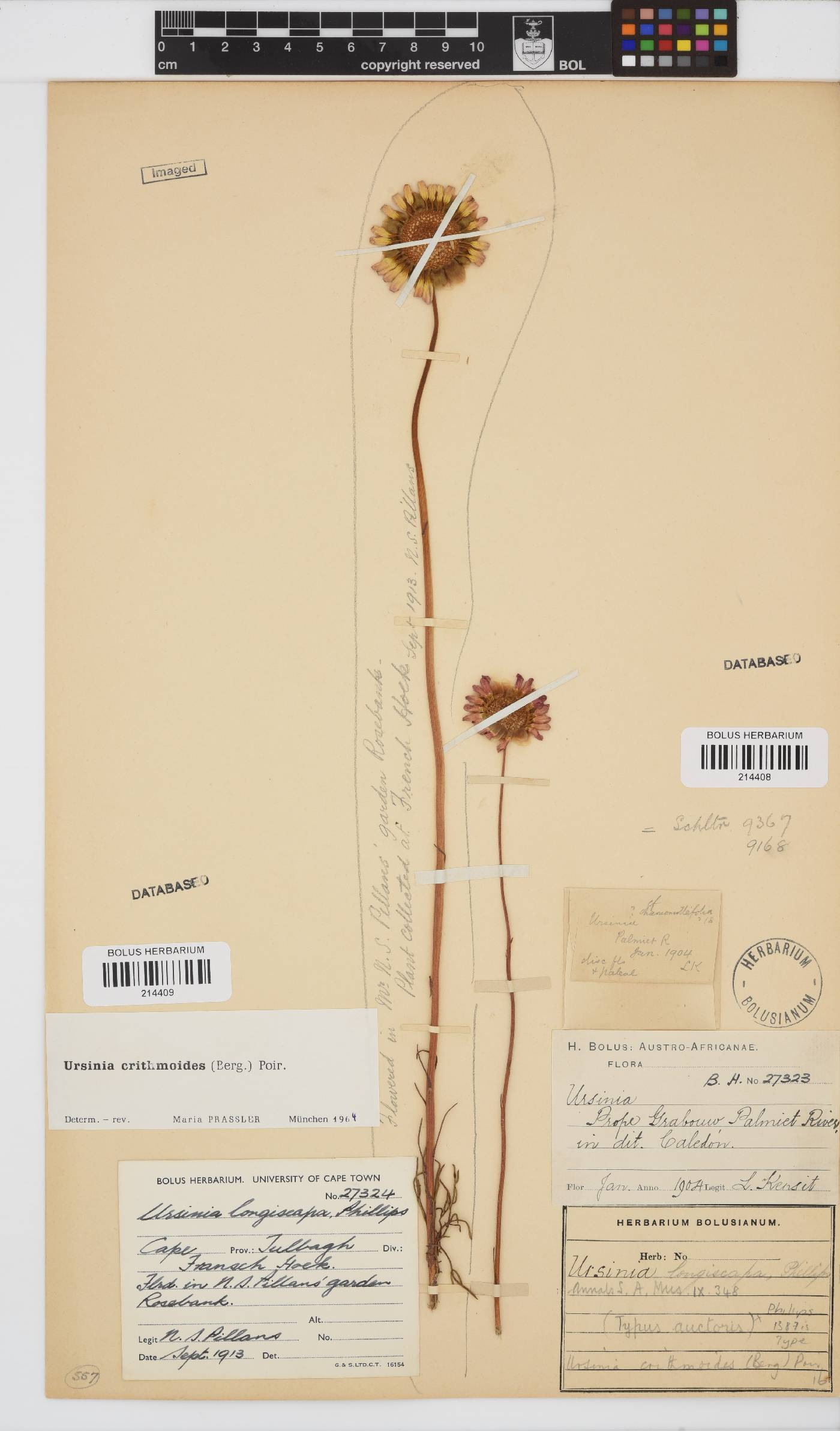 Ursinia paleacea image