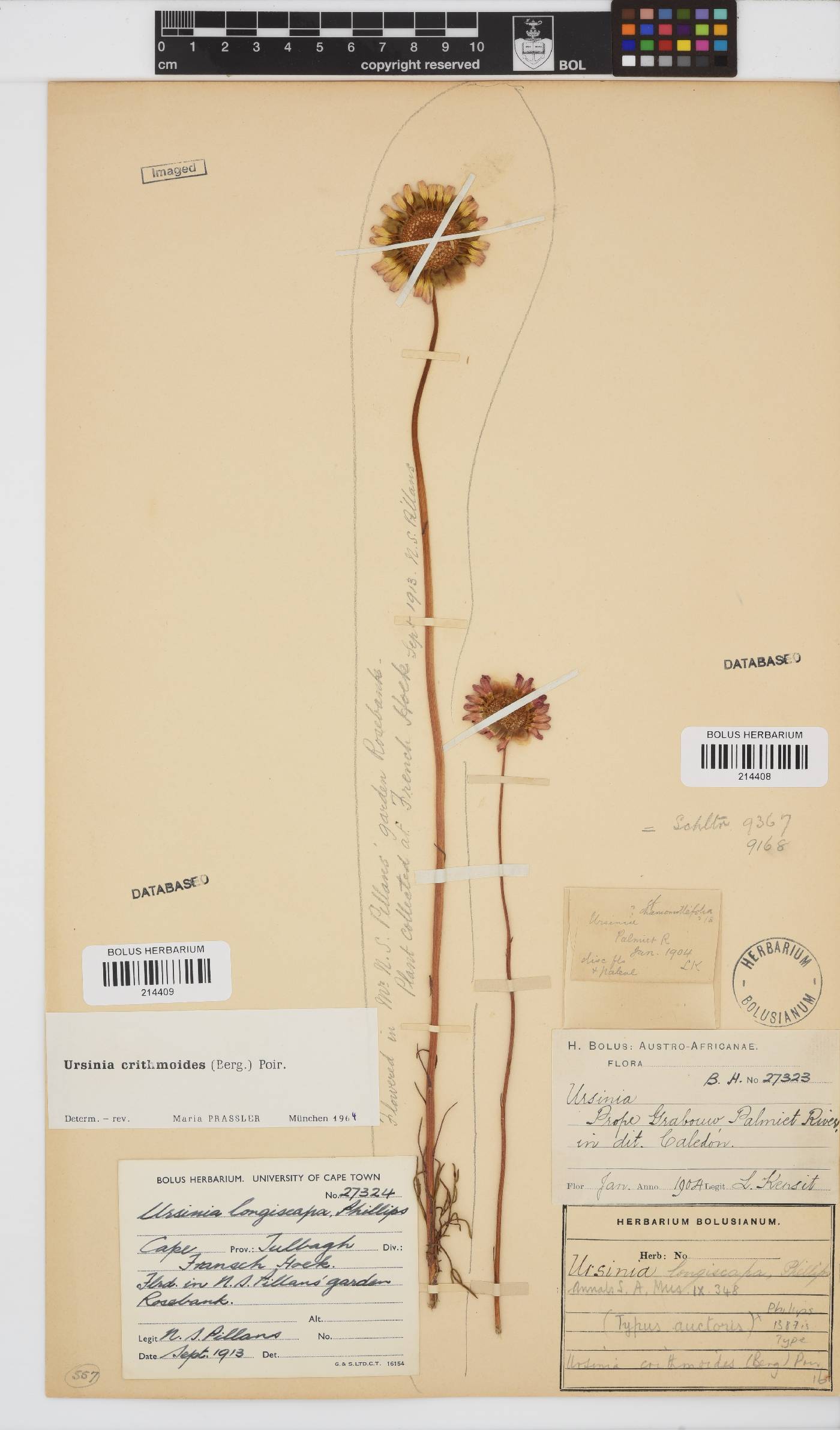 Ursinia paleacea image