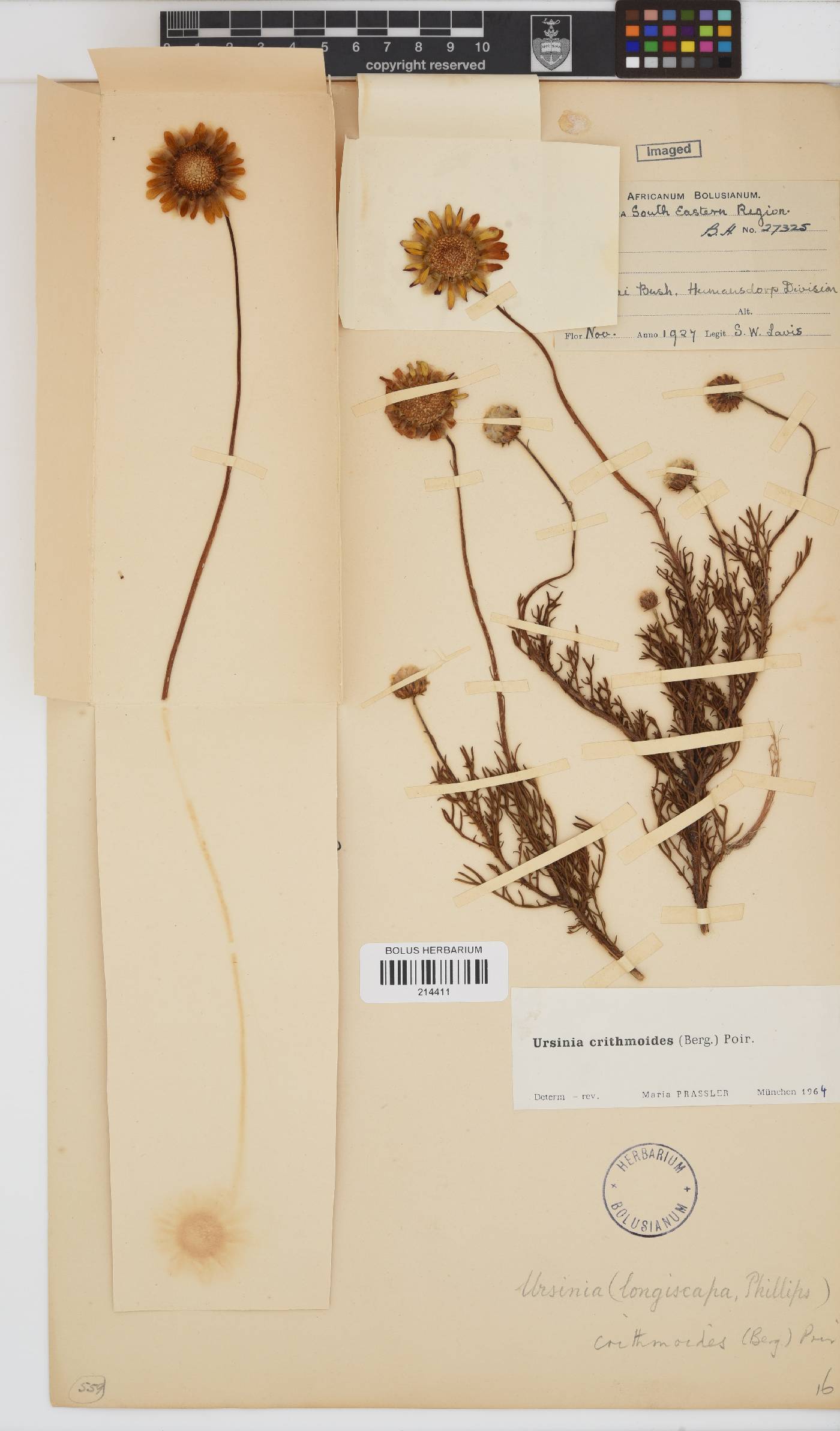 Ursinia paleacea image