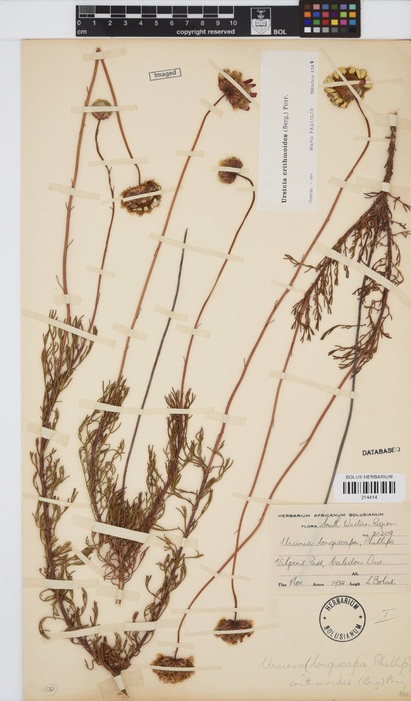 Ursinia paleacea image