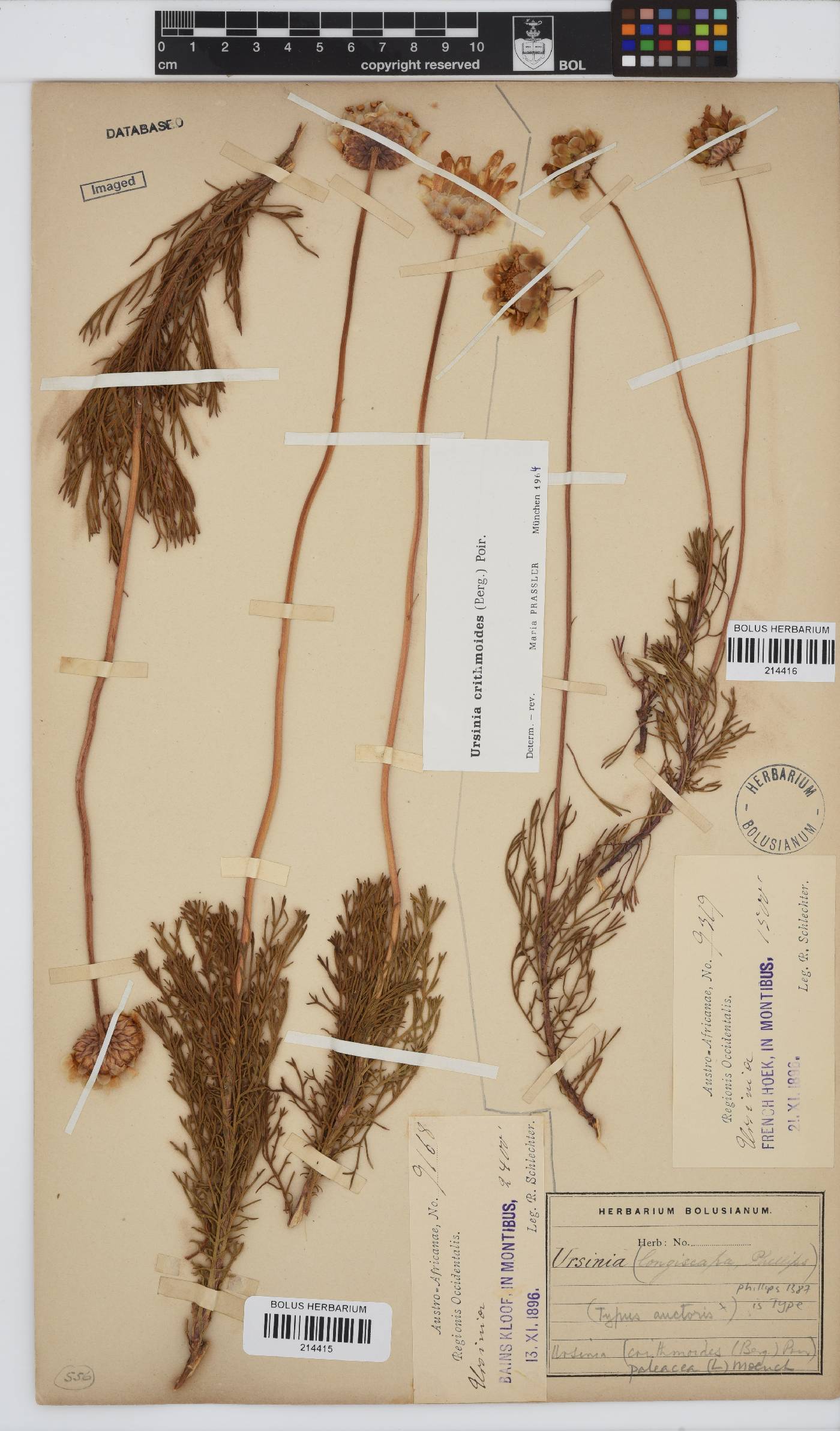 Ursinia paleacea image