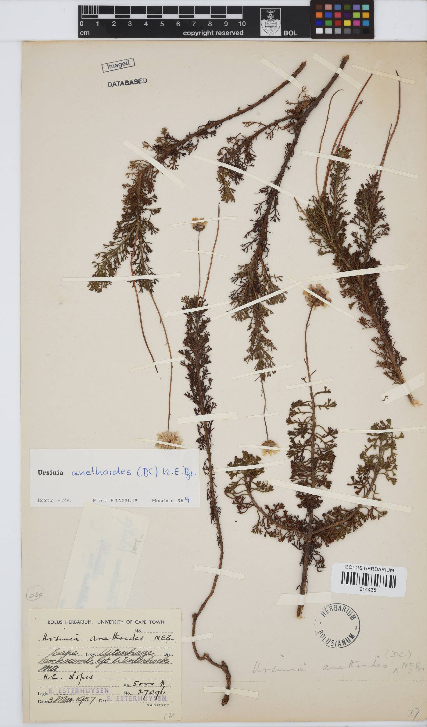Ursinia anethoides image