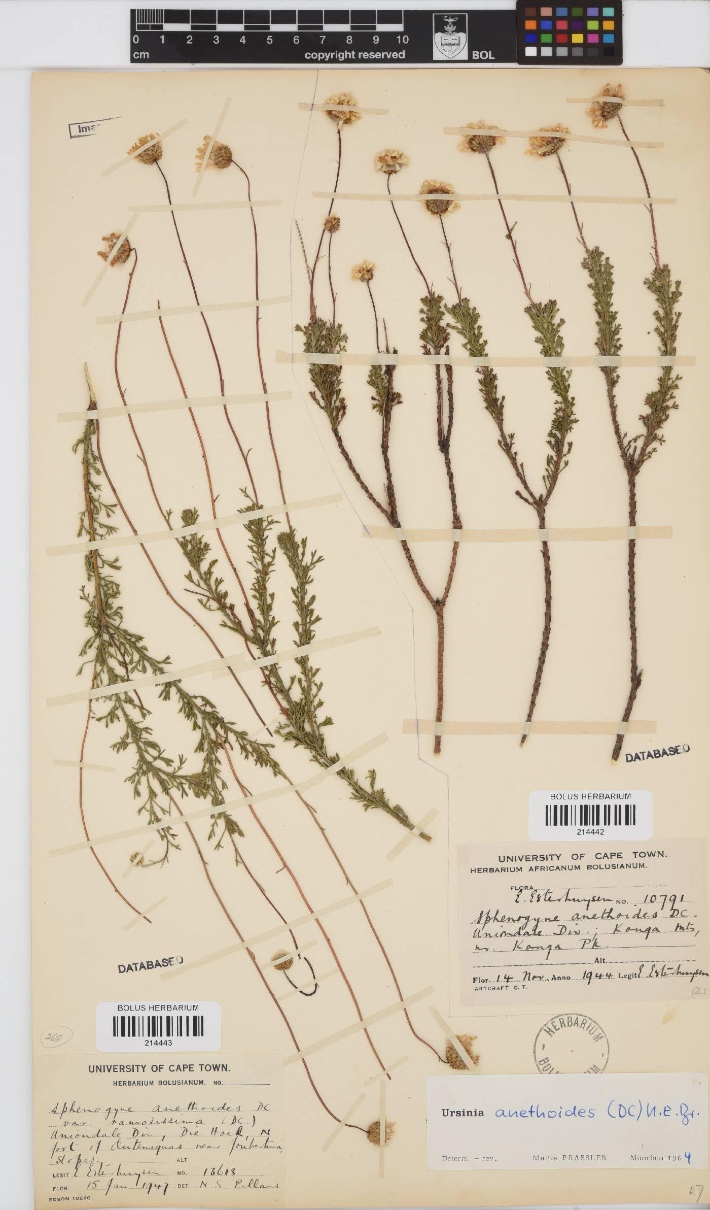 Ursinia anethoides image