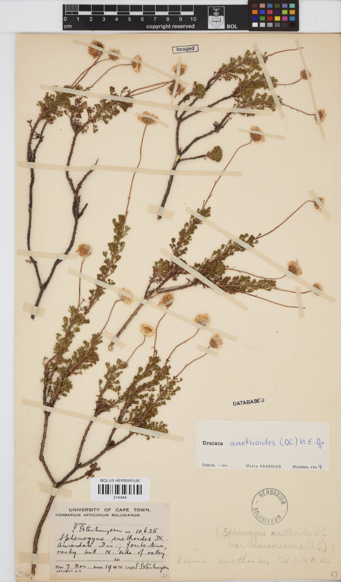 Ursinia anethoides image