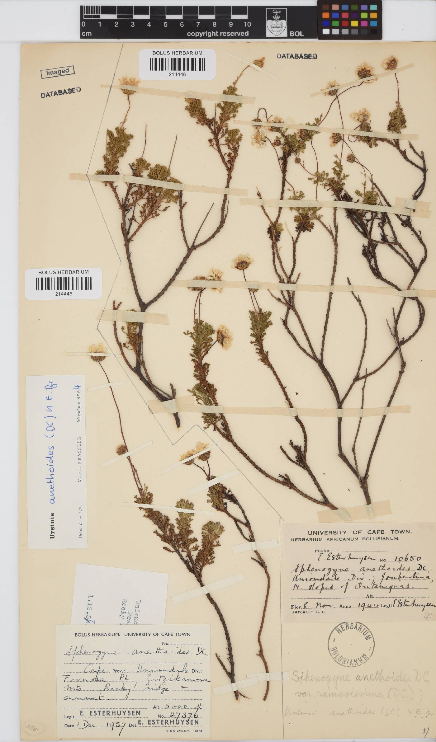 Ursinia anethoides image