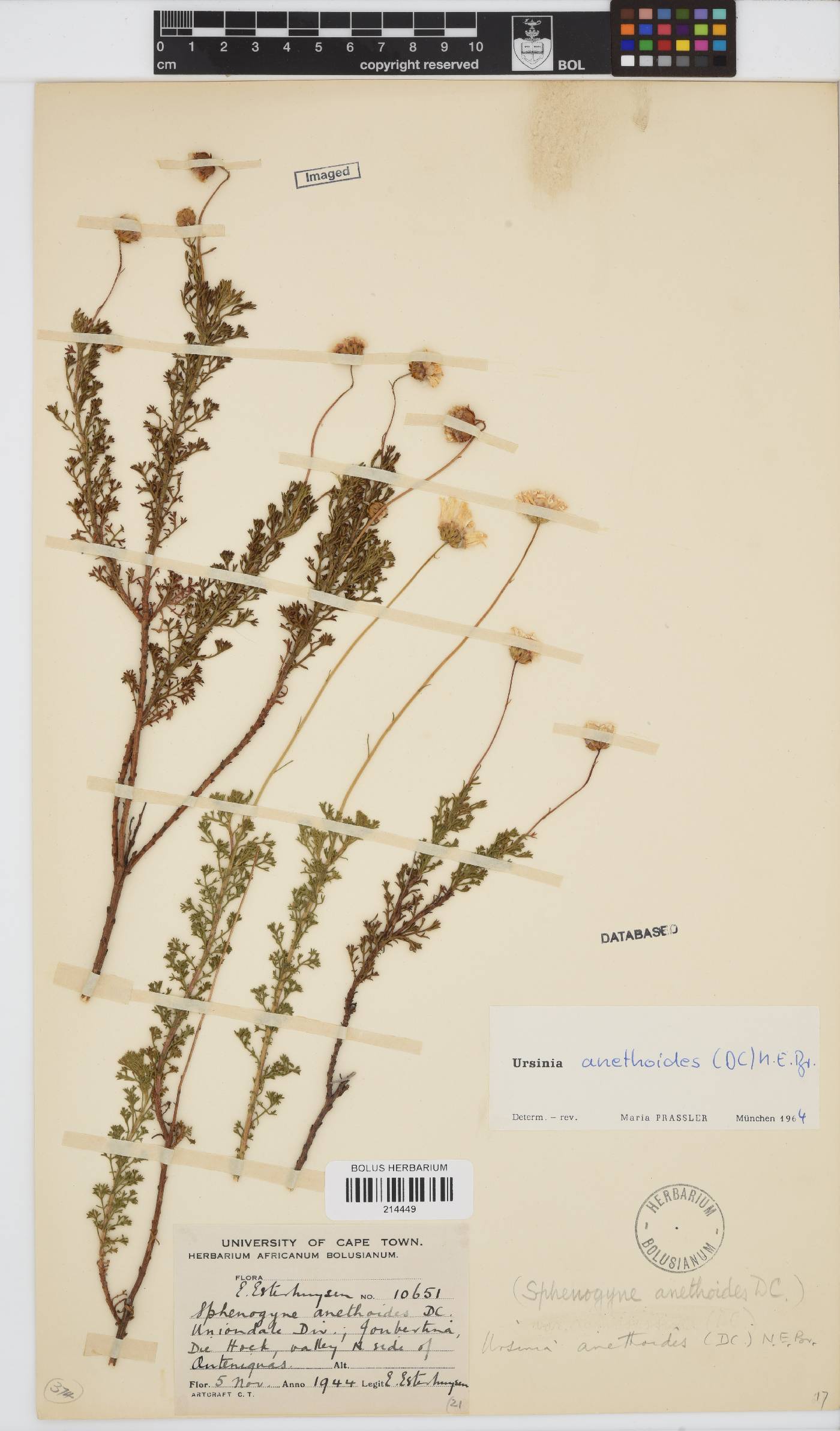 Ursinia anethoides image