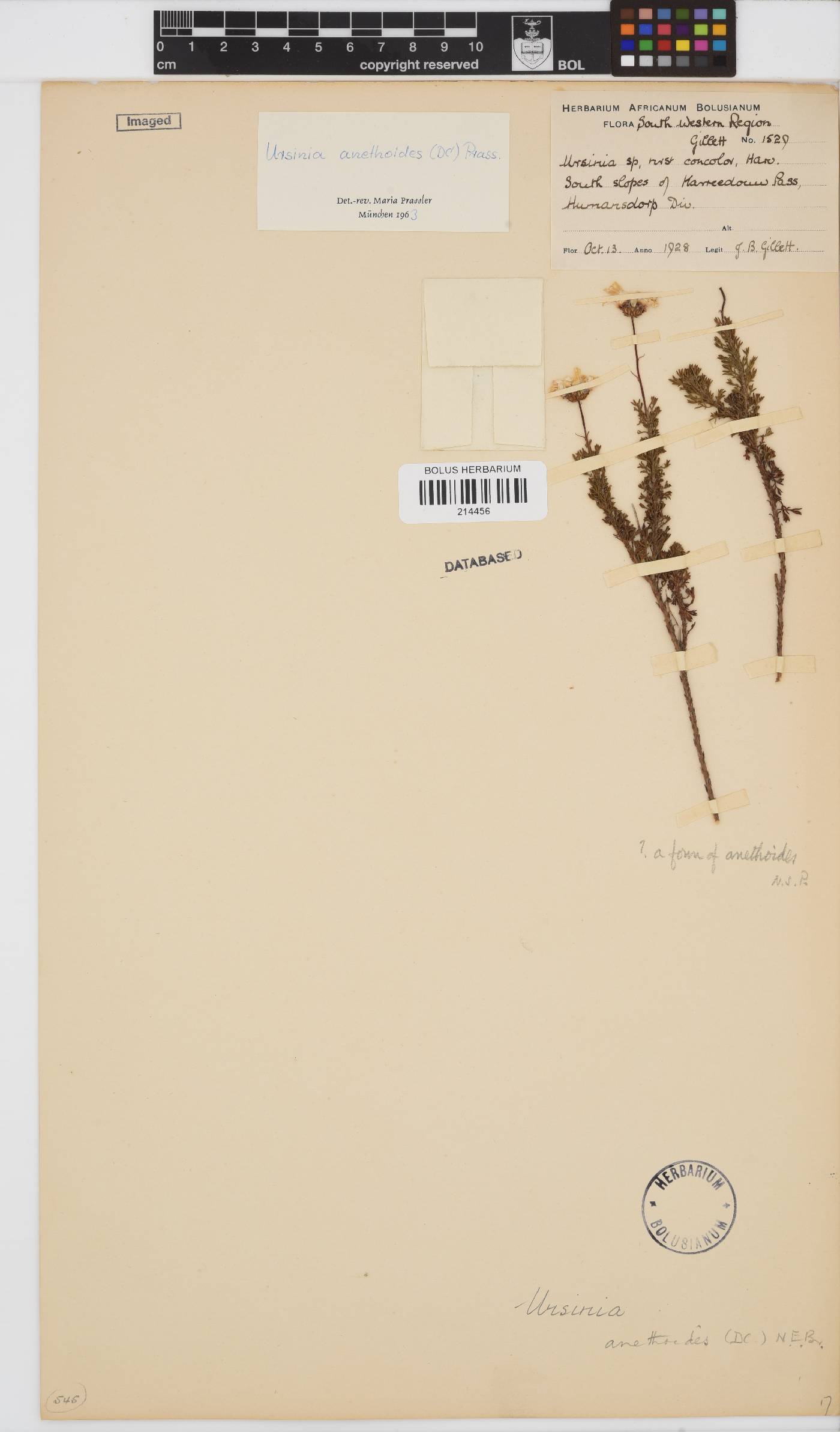 Ursinia anethoides image