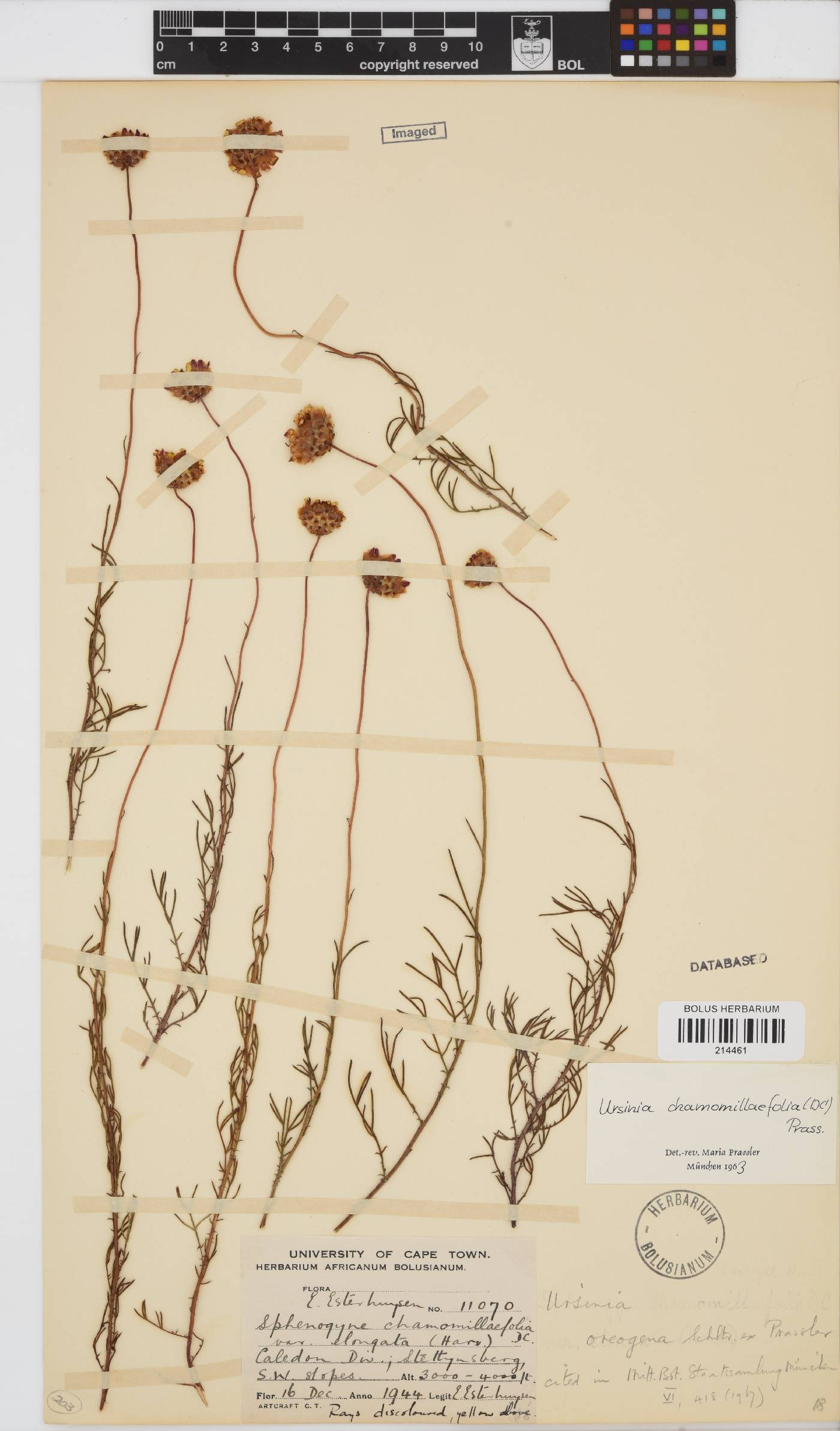 Ursinia oreogena image