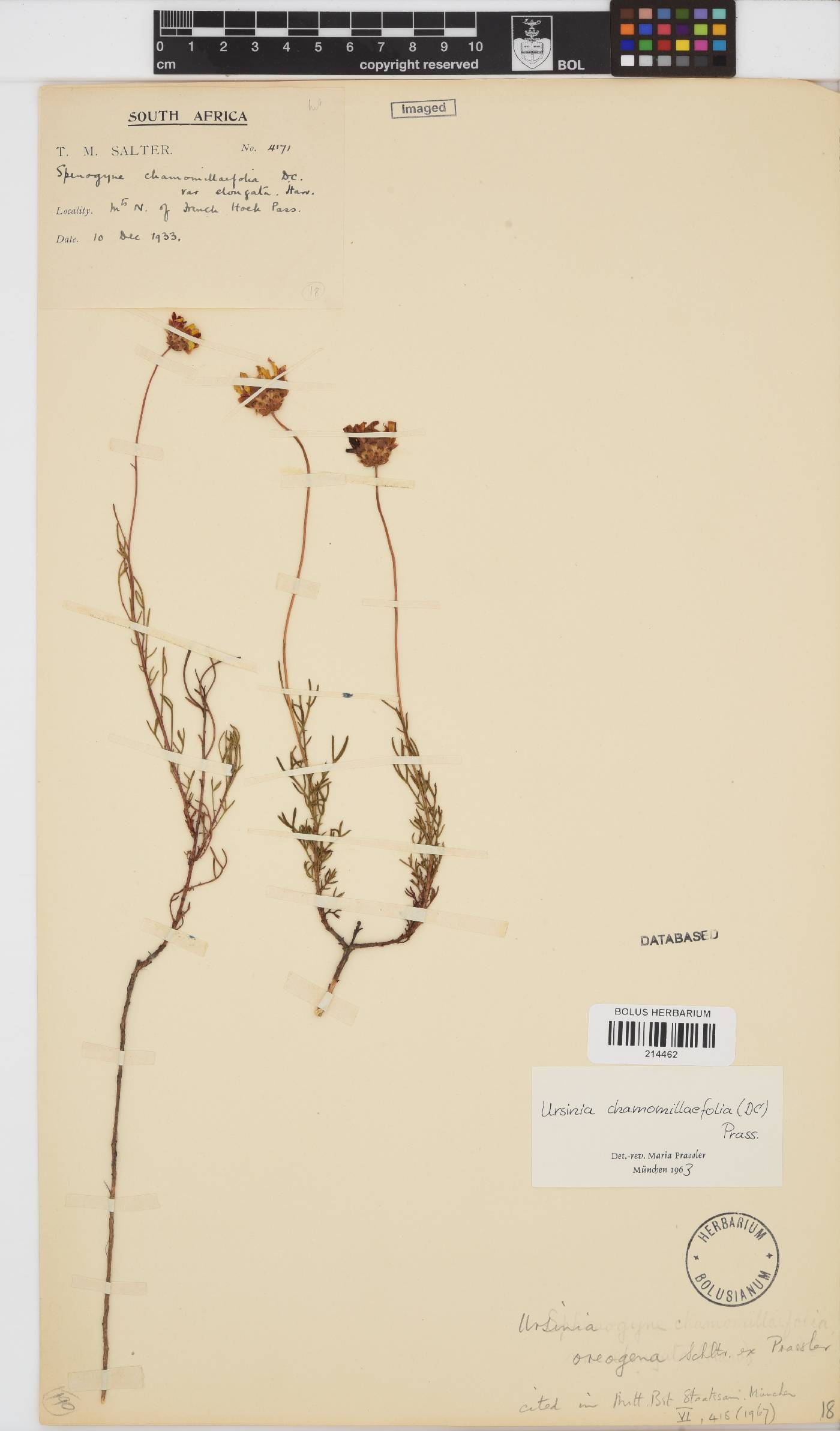 Ursinia oreogena image