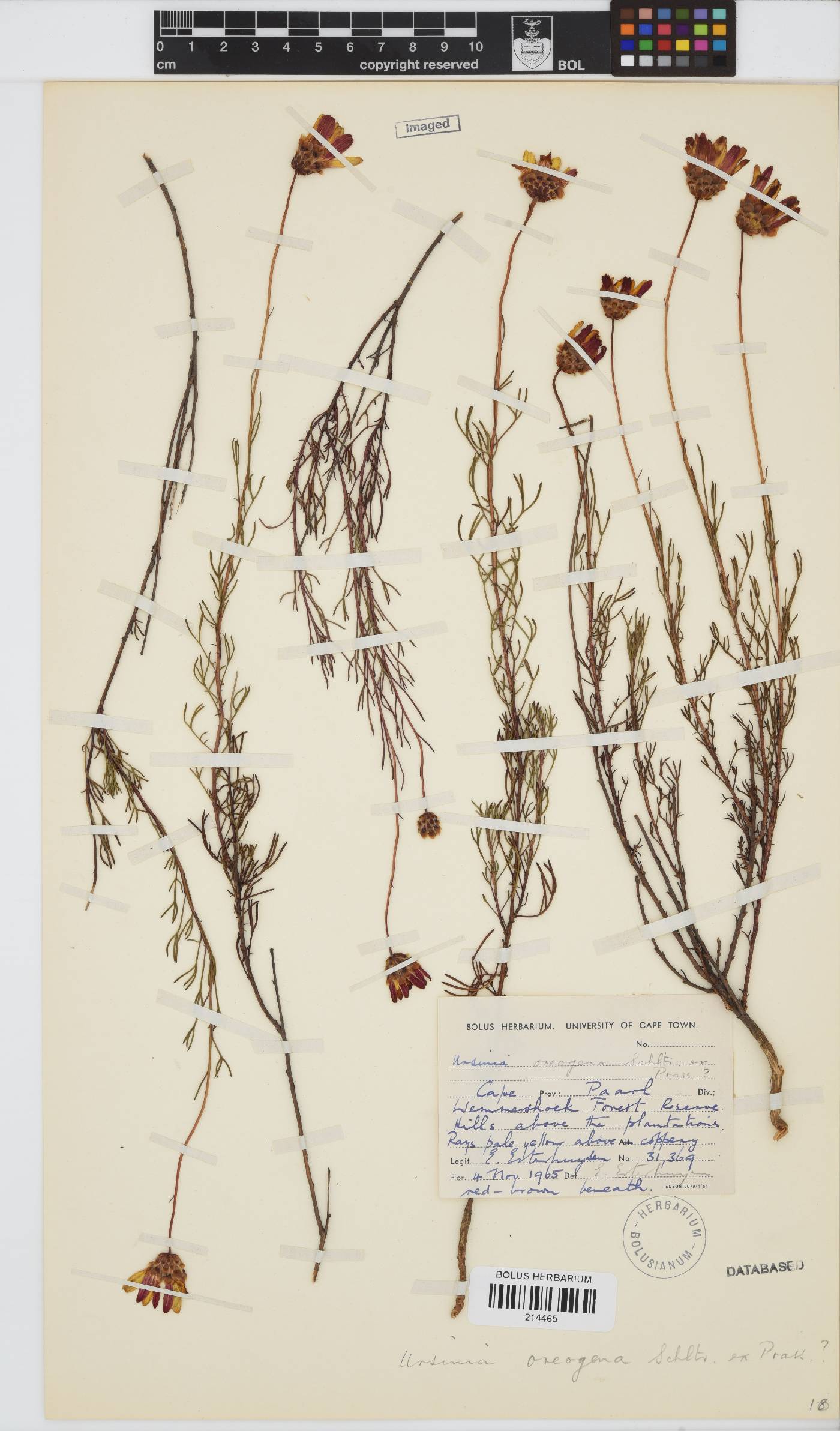 Ursinia oreogena image