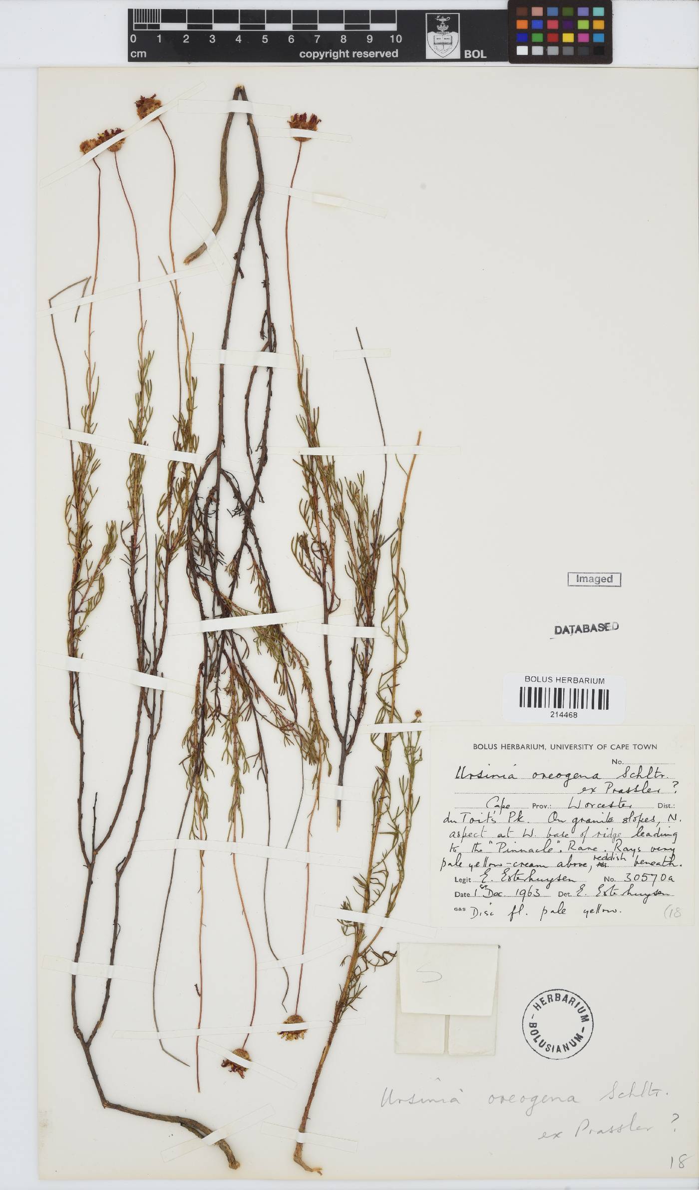 Ursinia oreogena image