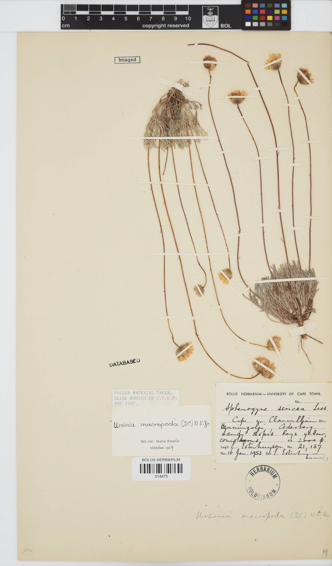 Ursinia macropoda image