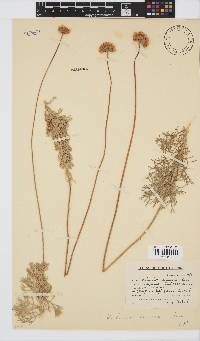 Ursinia sericea image