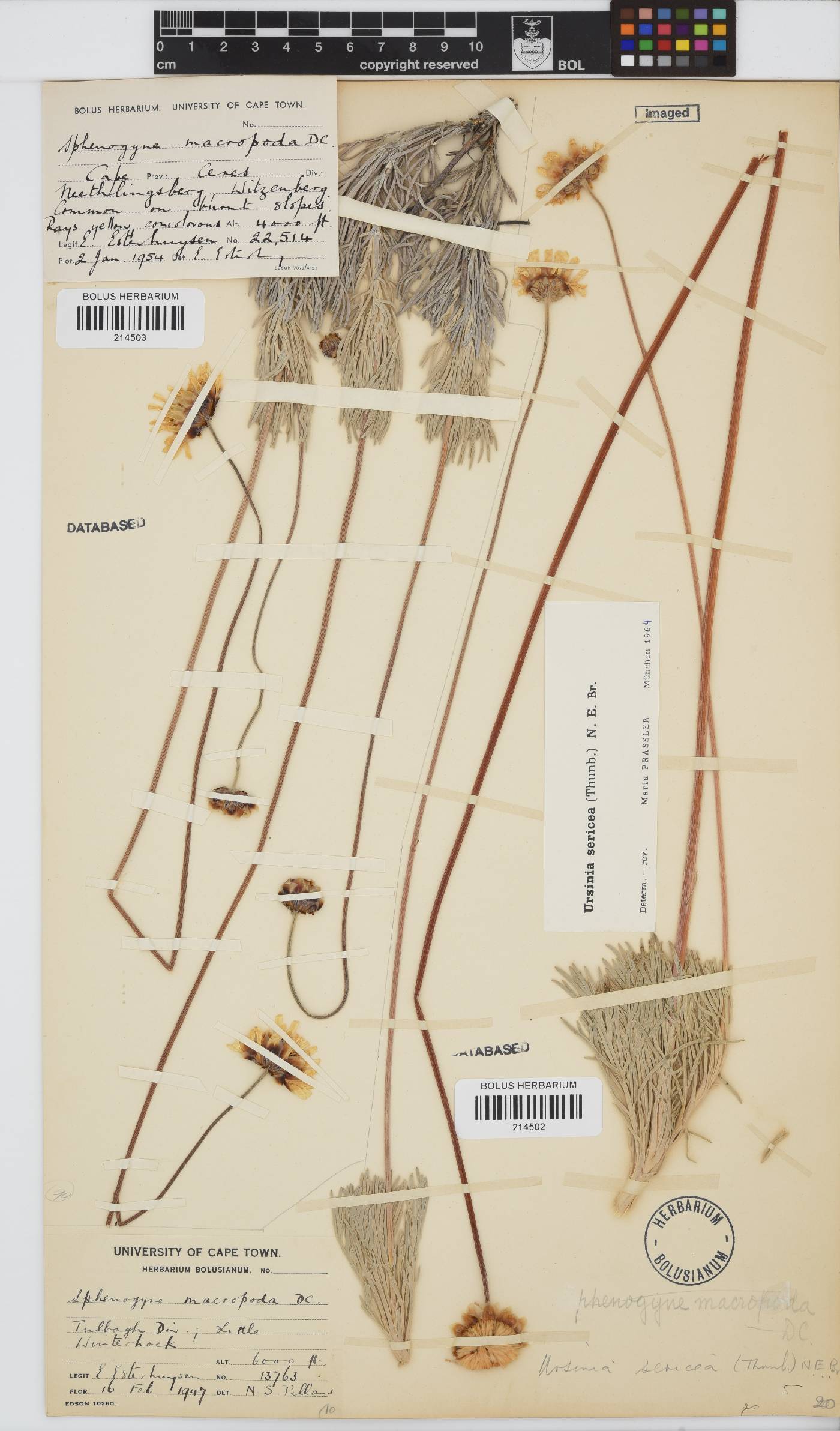 Ursinia sericea image