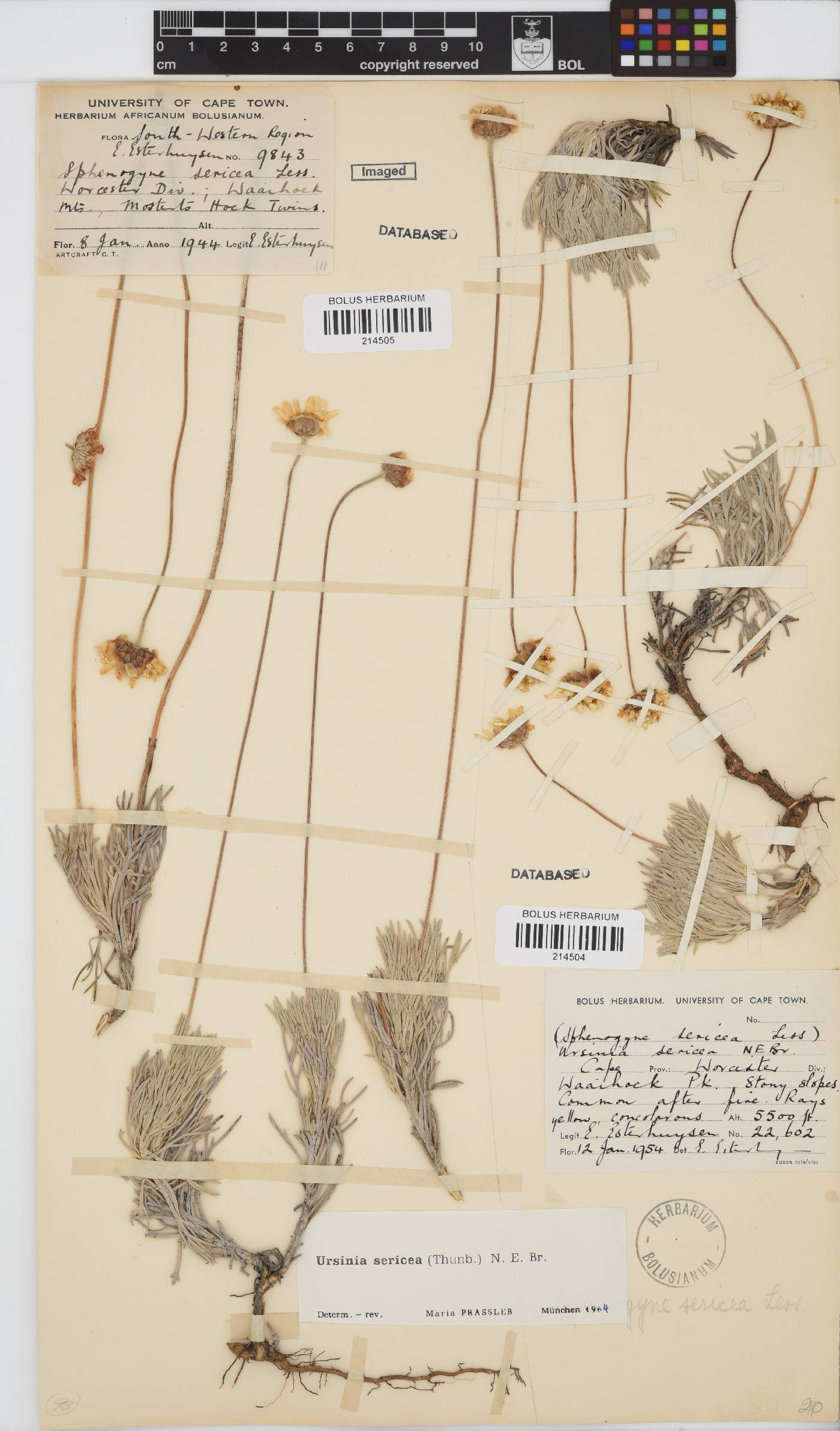 Ursinia sericea image