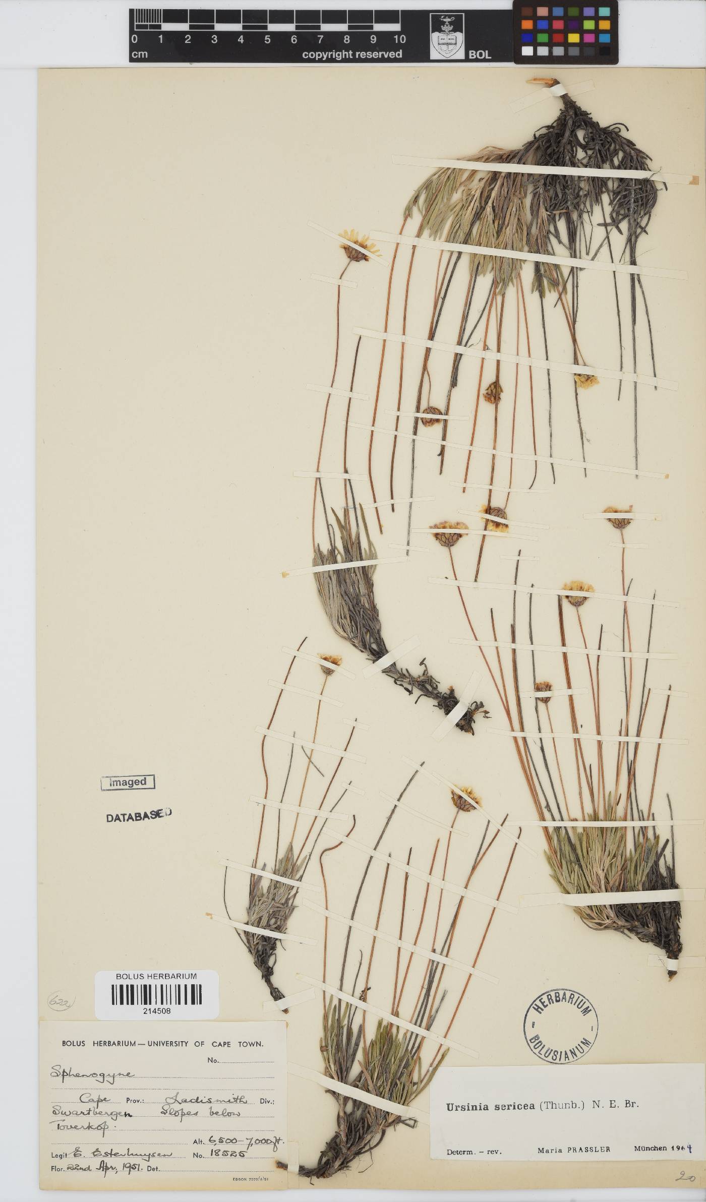 Ursinia sericea image