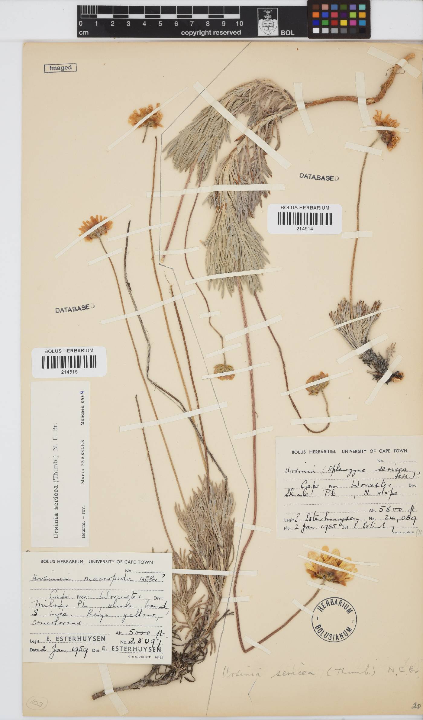 Ursinia sericea image