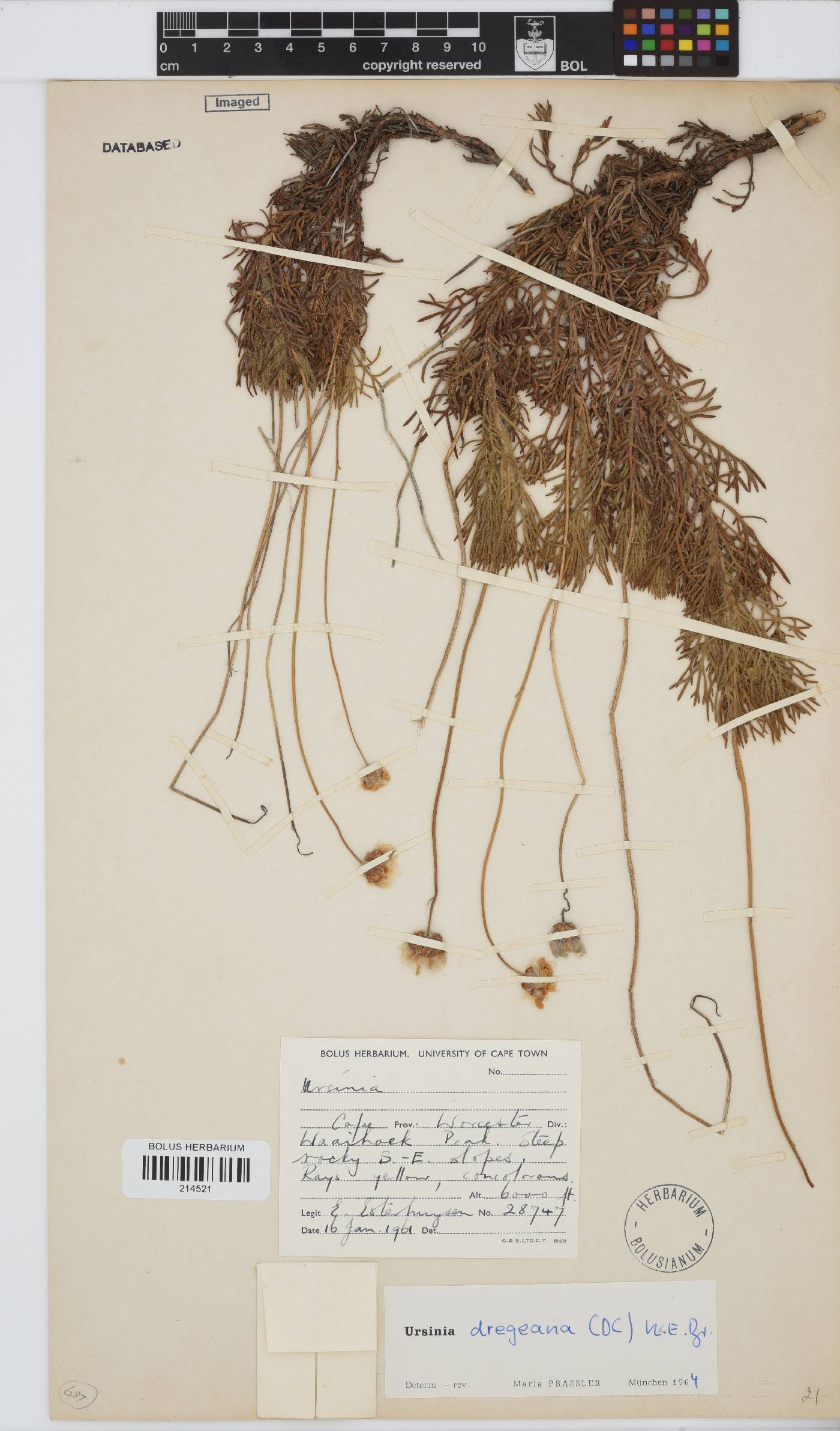 Ursinia dregeana image