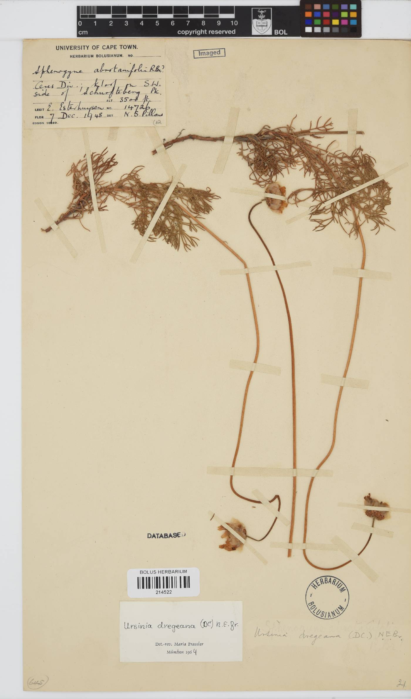 Ursinia dregeana image