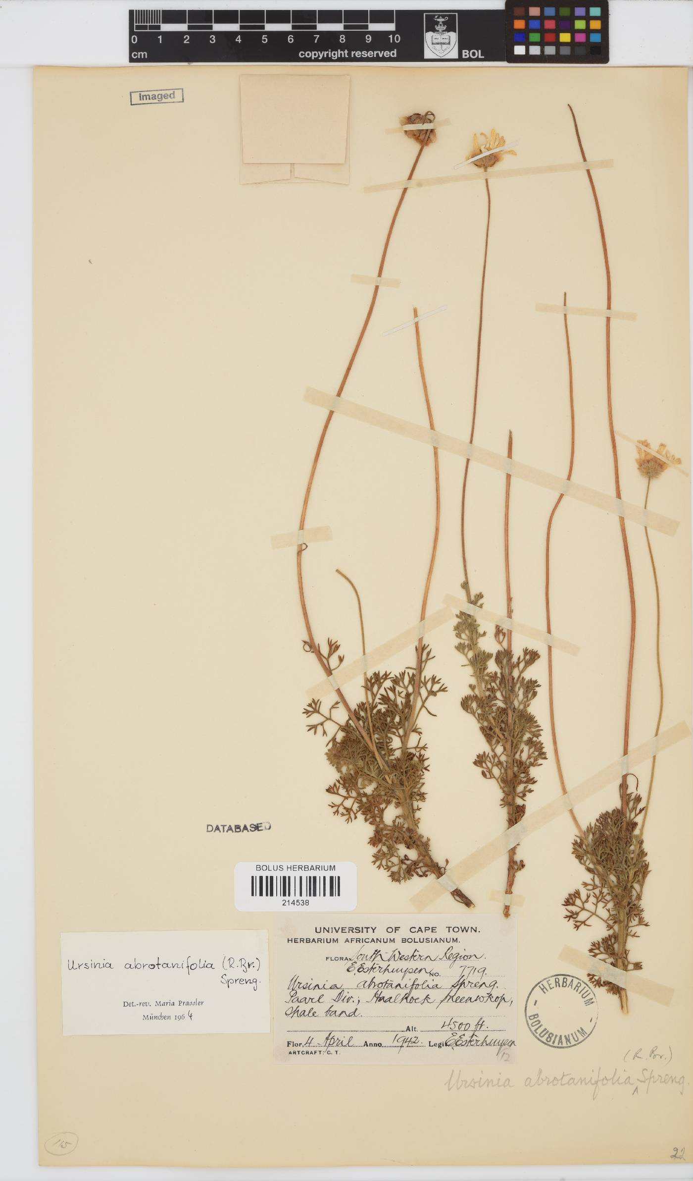 Ursinia abrotanifolia image