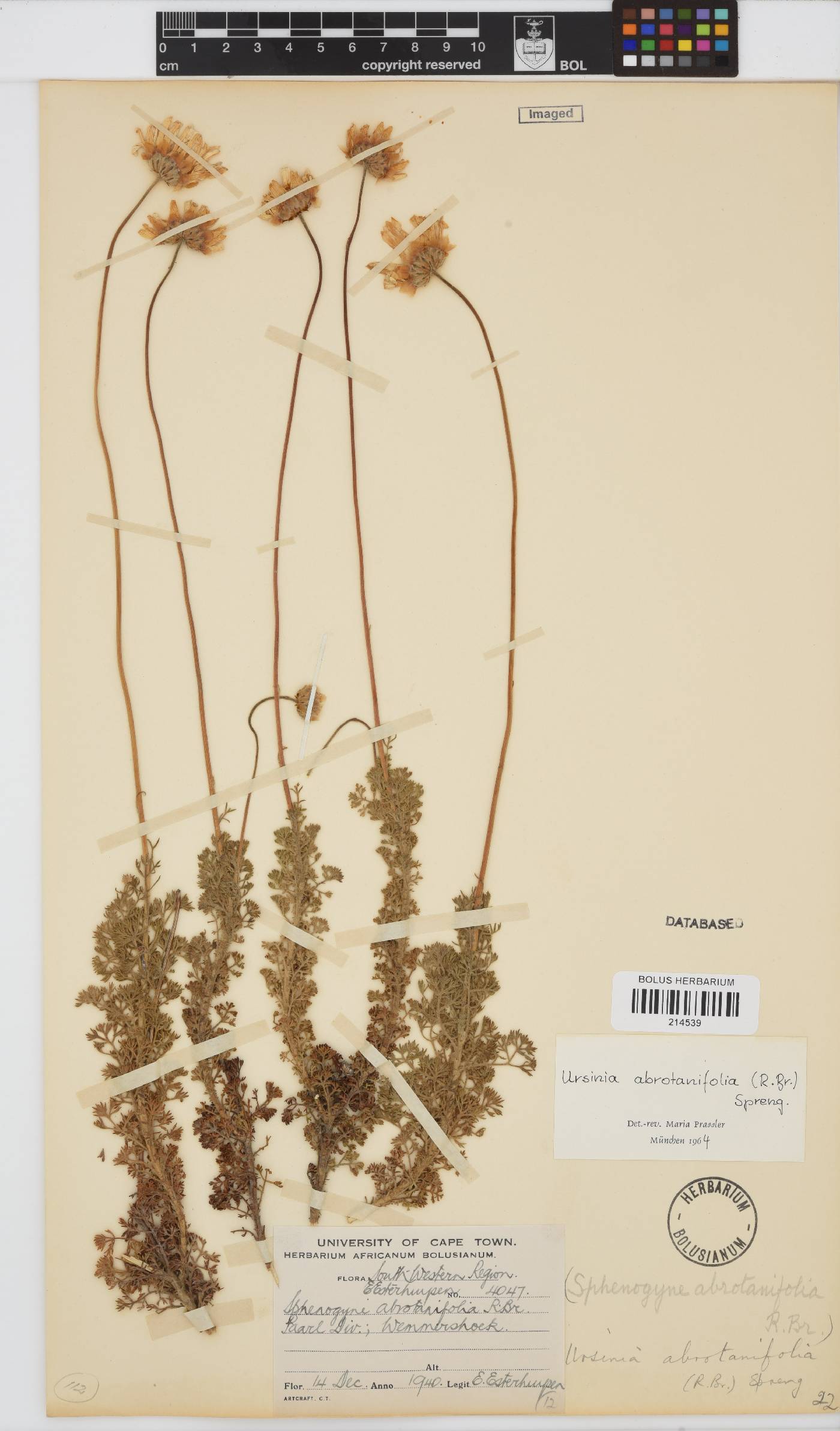 Ursinia abrotanifolia image