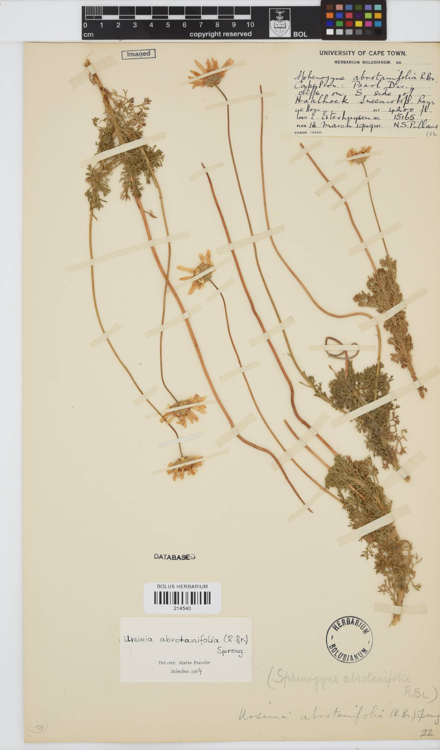 Ursinia abrotanifolia image