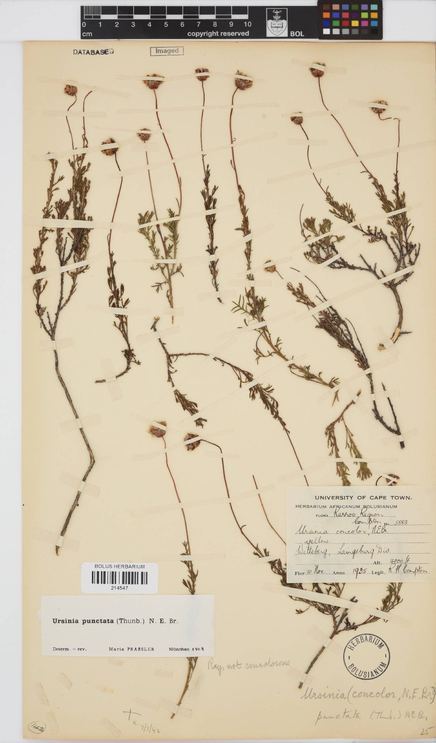 Ursinia punctata image