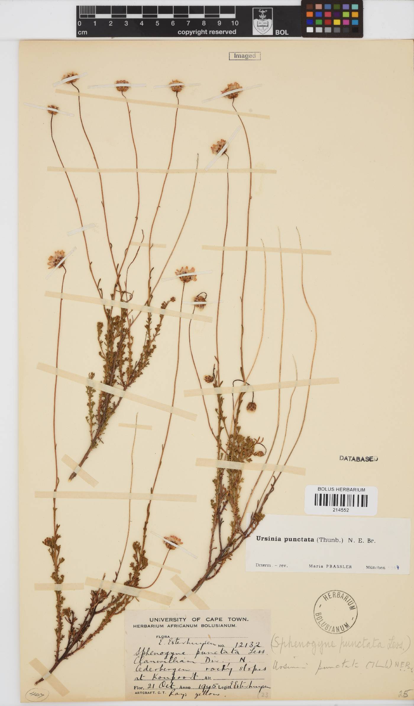 Ursinia punctata image