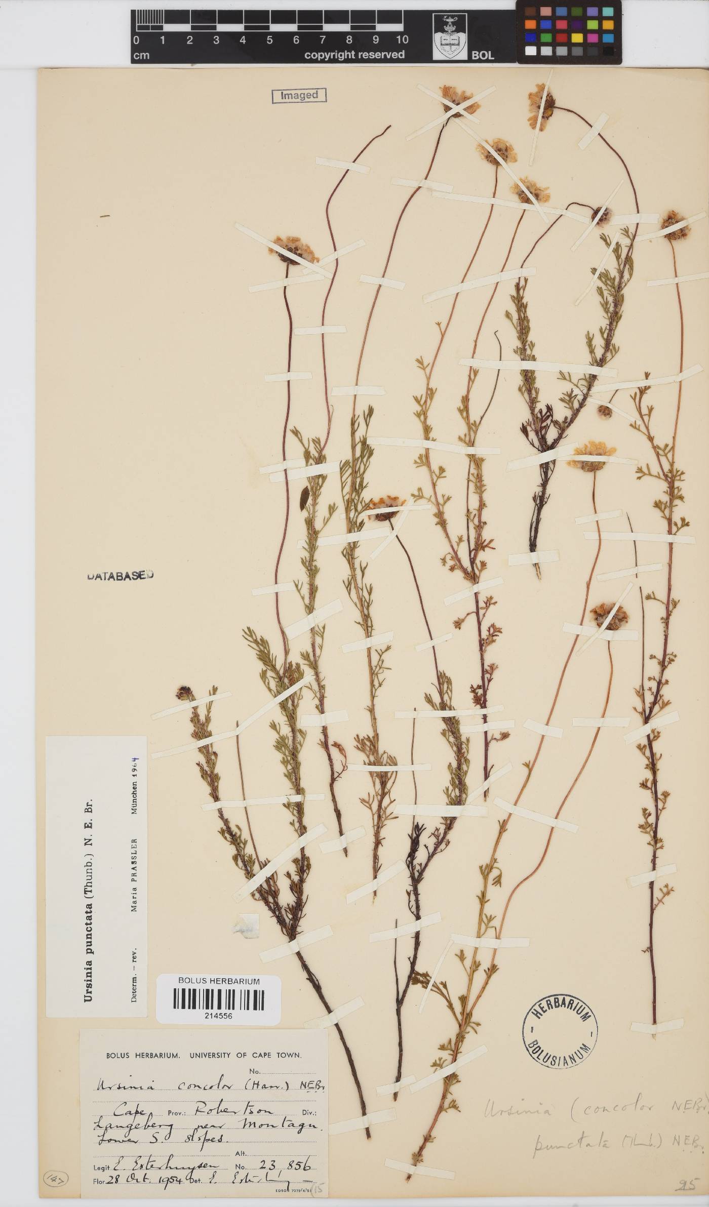 Ursinia punctata image