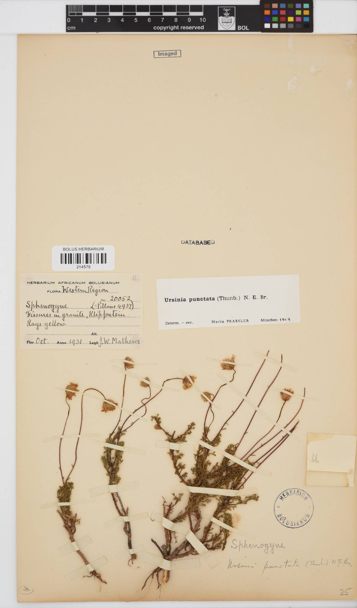 Ursinia punctata image