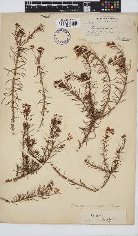 Image of Osteospermum scabrum