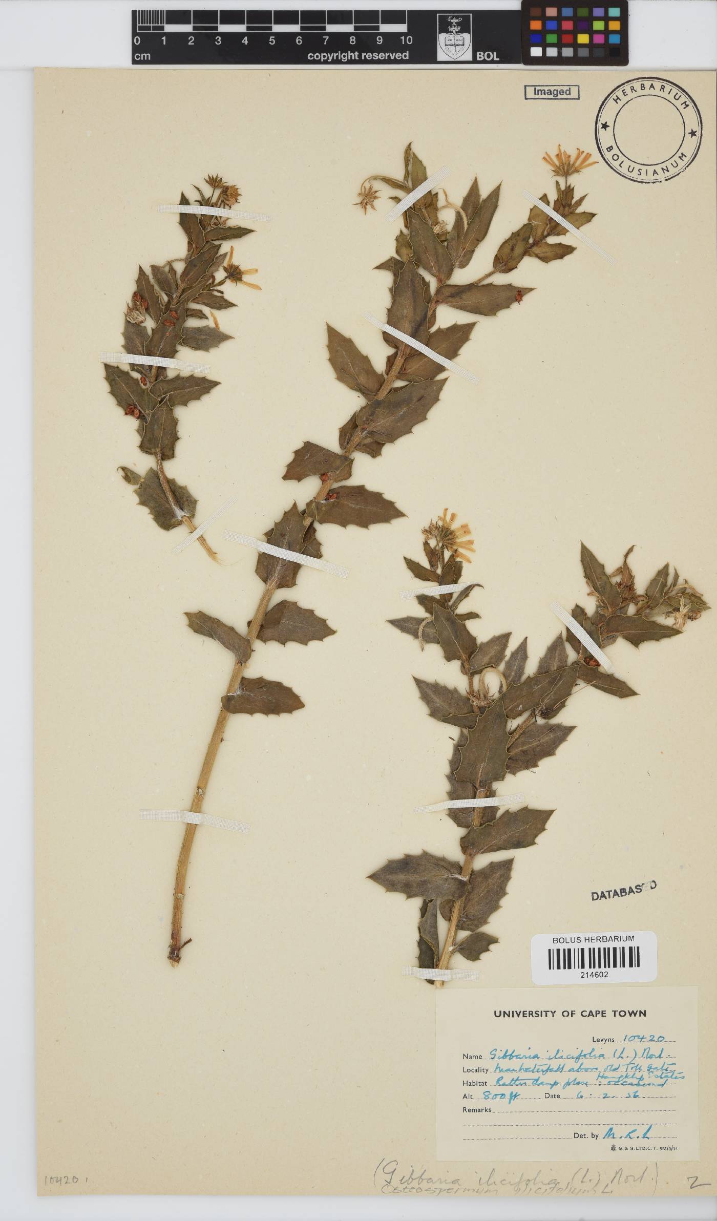 Osteospermum ilicifolium image
