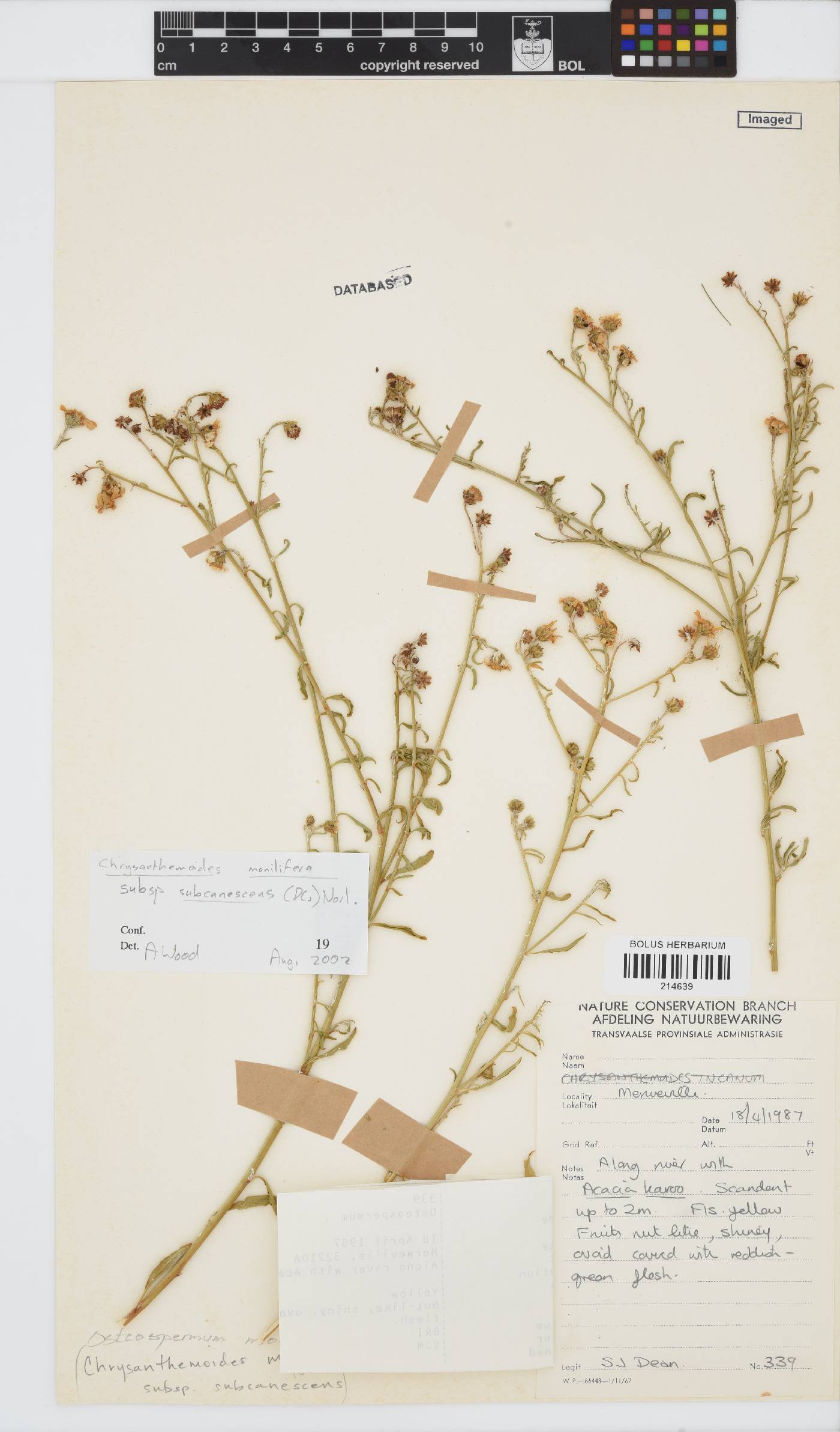 Osteospermum incanum subsp. subcanescens image
