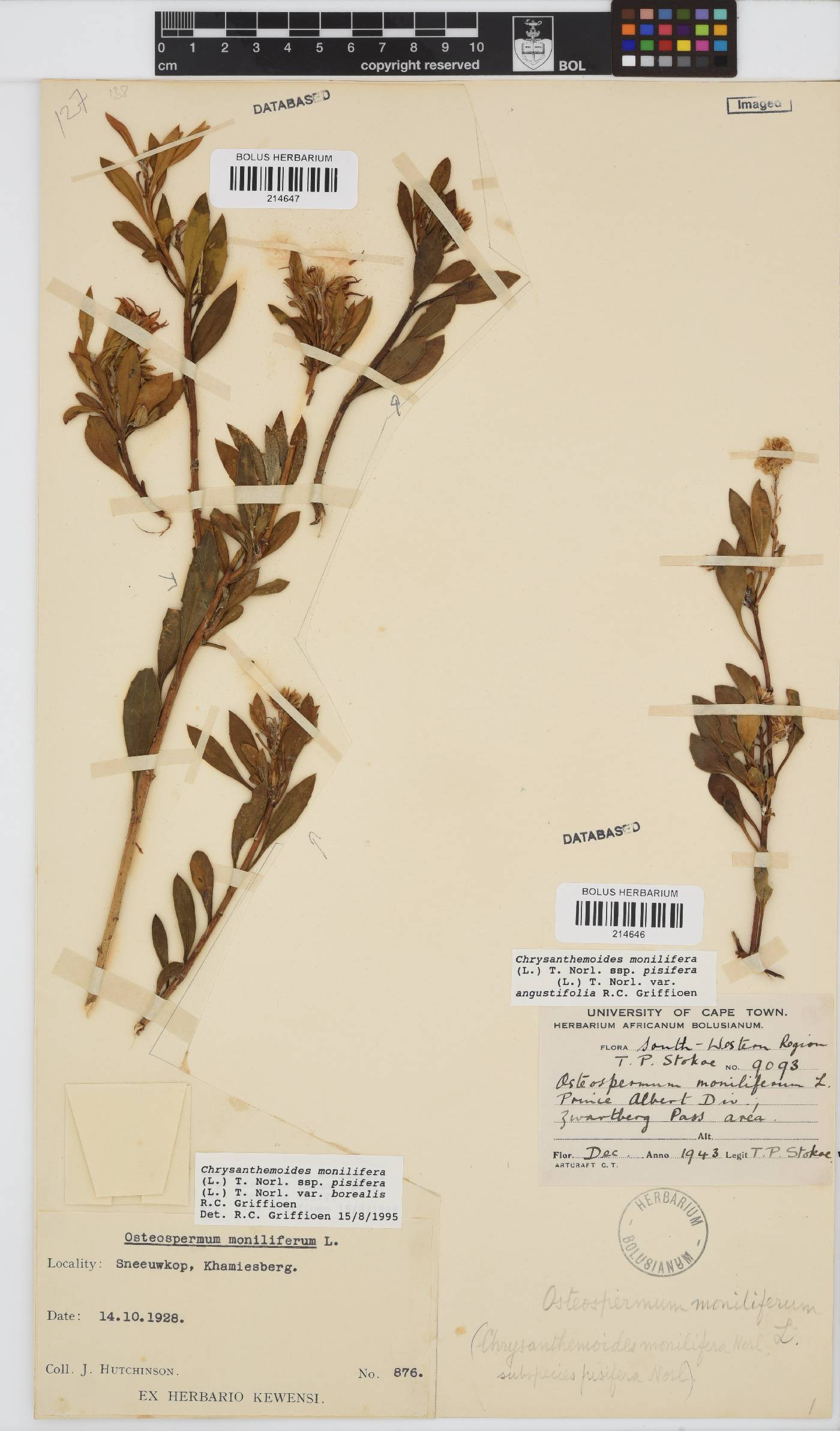 Osteospermum moniliferum subsp. pisiferum image