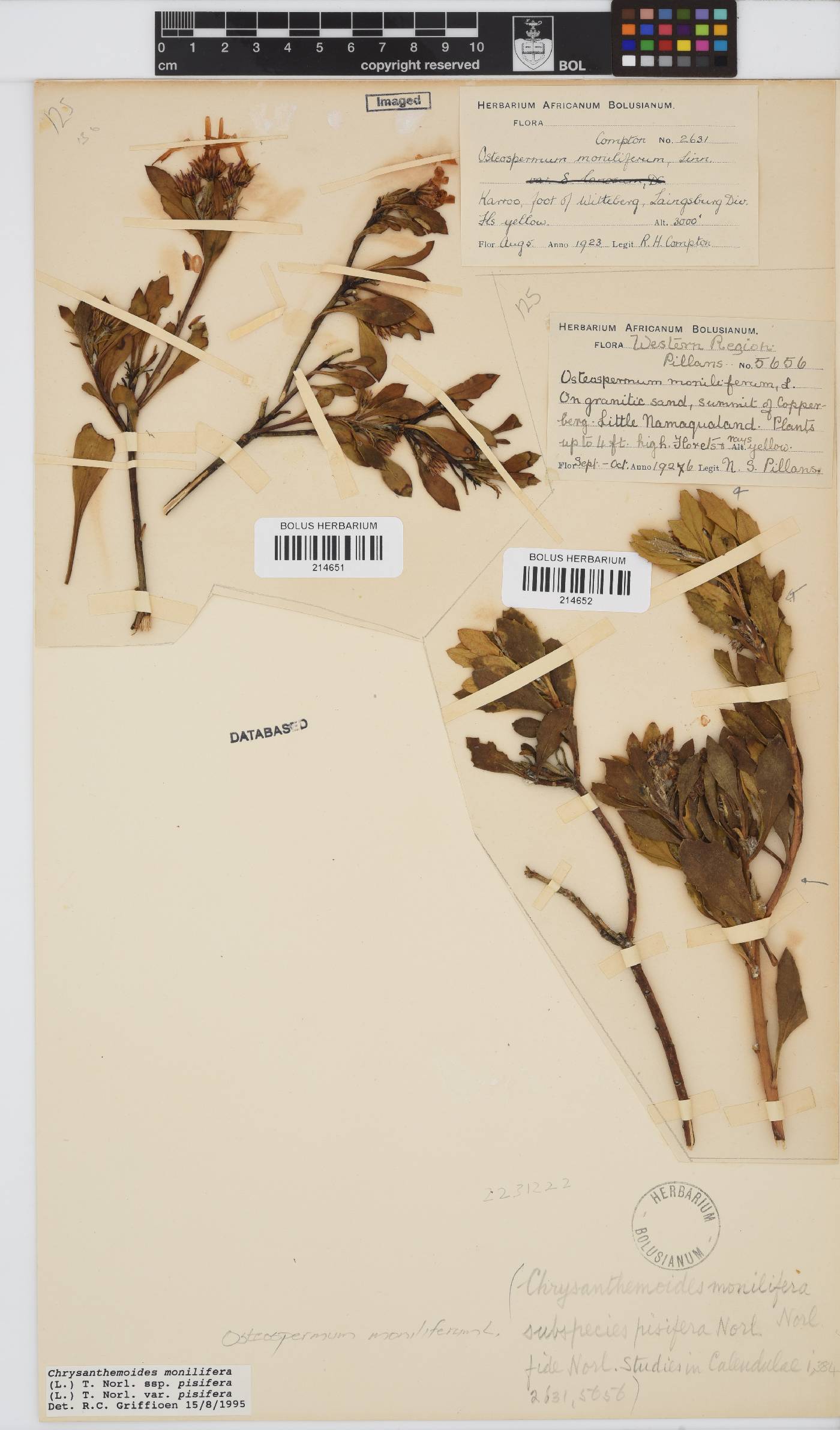 Osteospermum moniliferum image