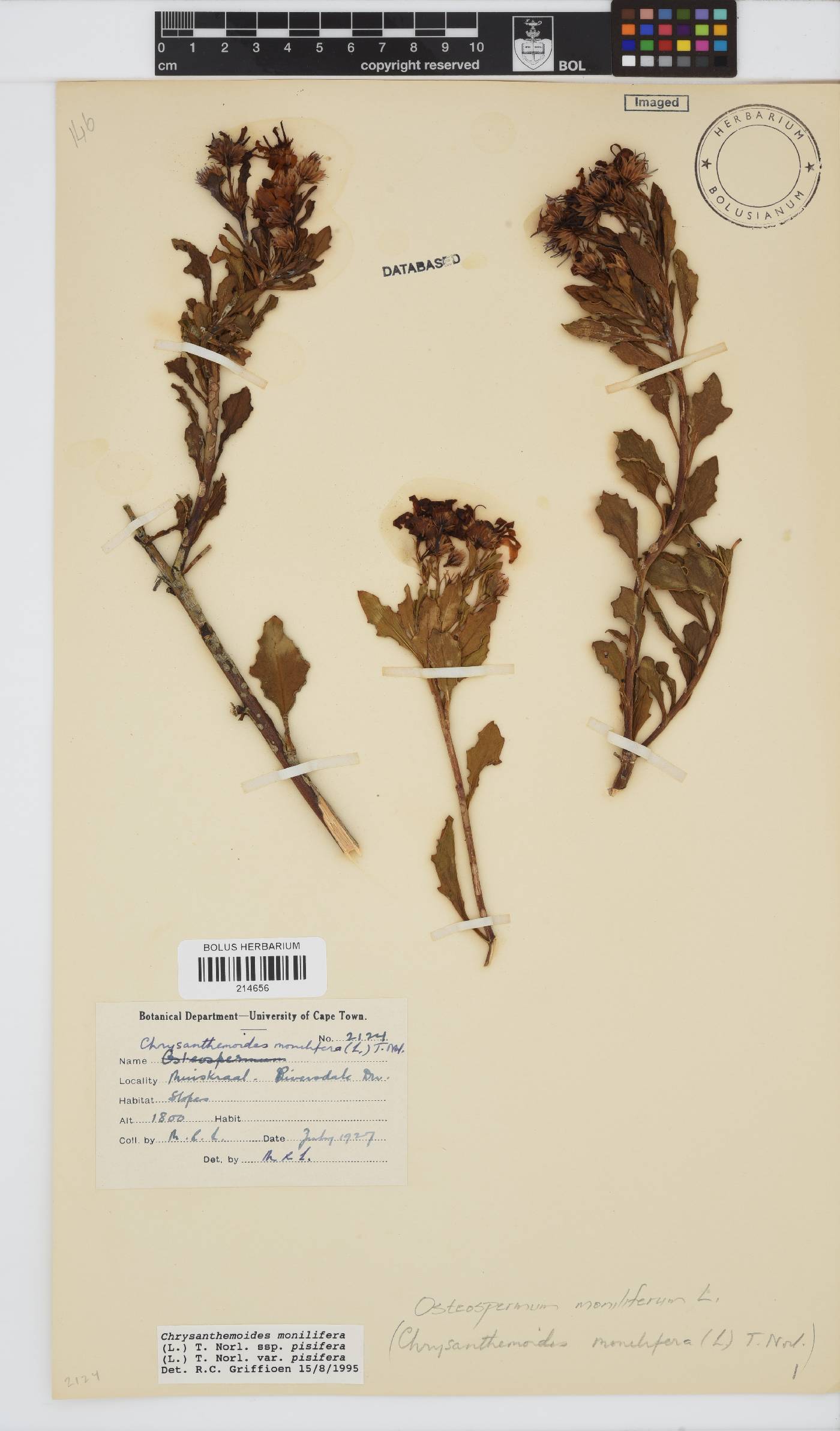 Osteospermum moniliferum subsp. pisiferum image