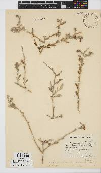 Osteospermum incanum image