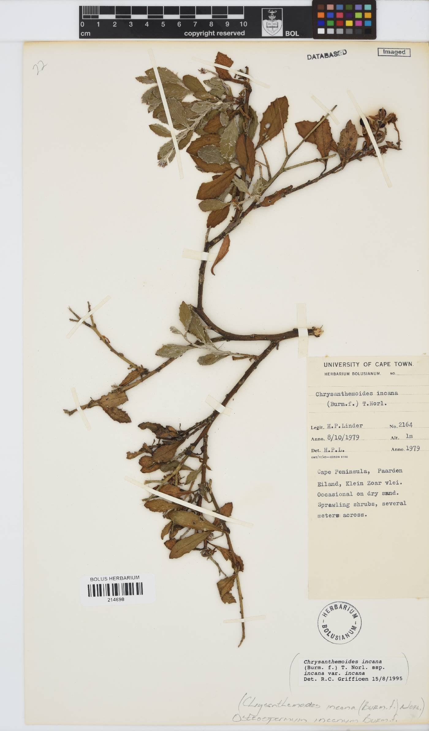 Osteospermum incanum image