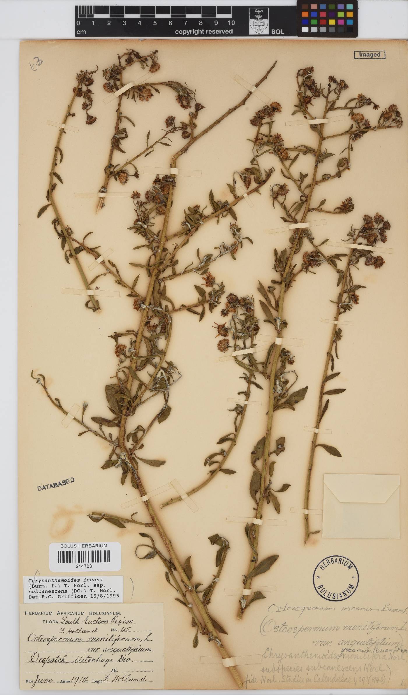 Osteospermum incanum subsp. subcanescens image