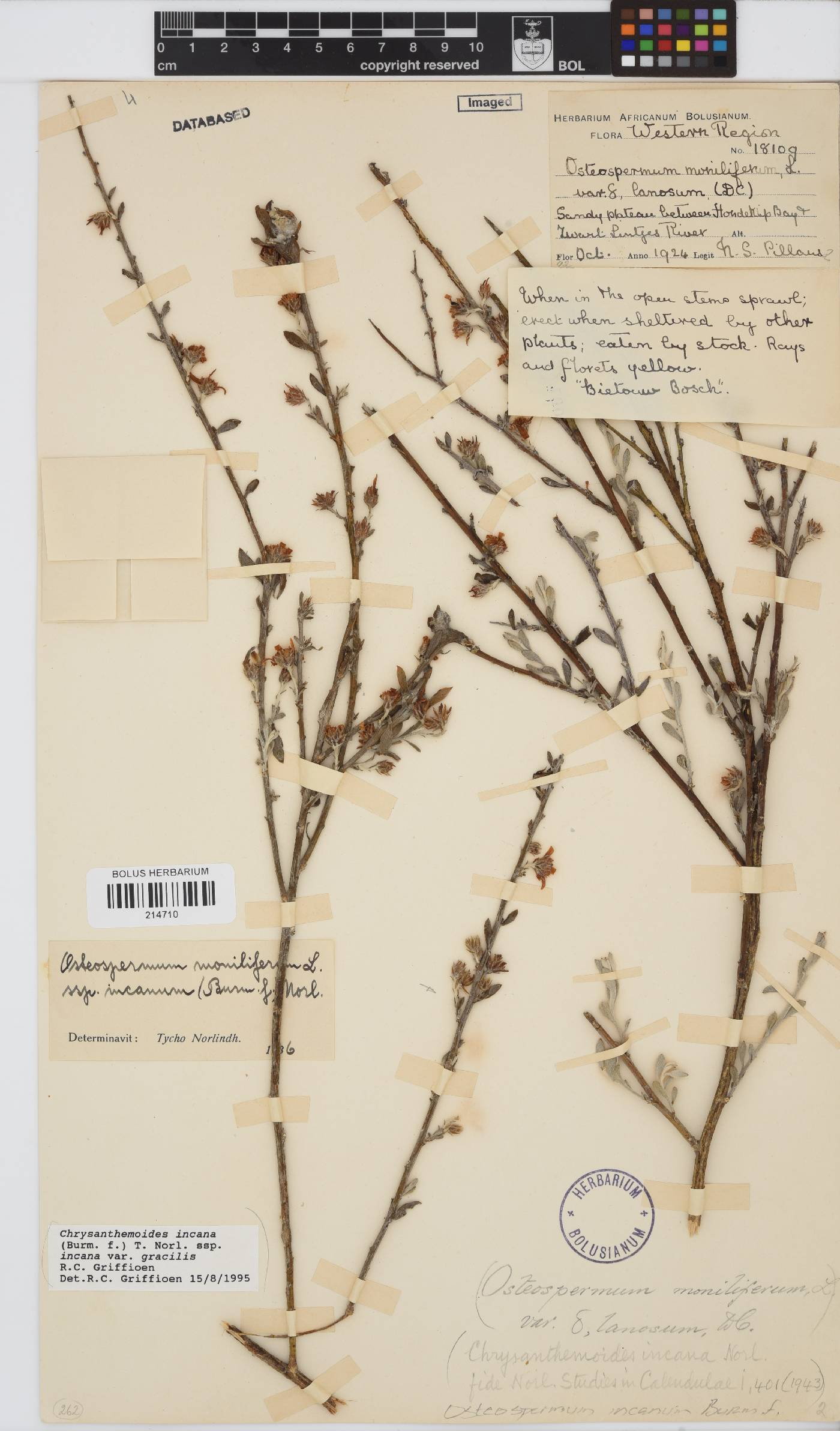 Osteospermum incanum subsp. incanum image