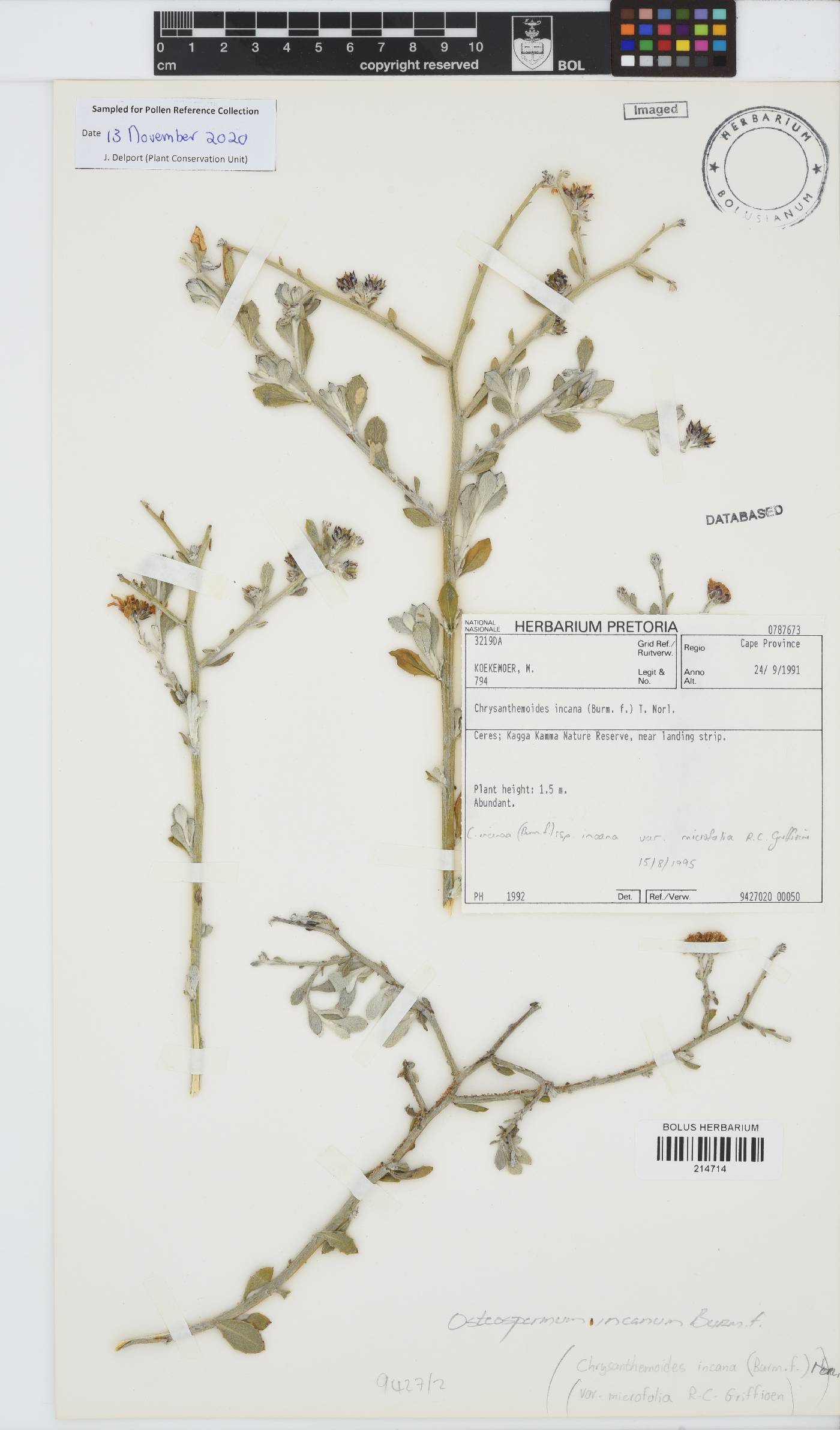 Osteospermum incanum image