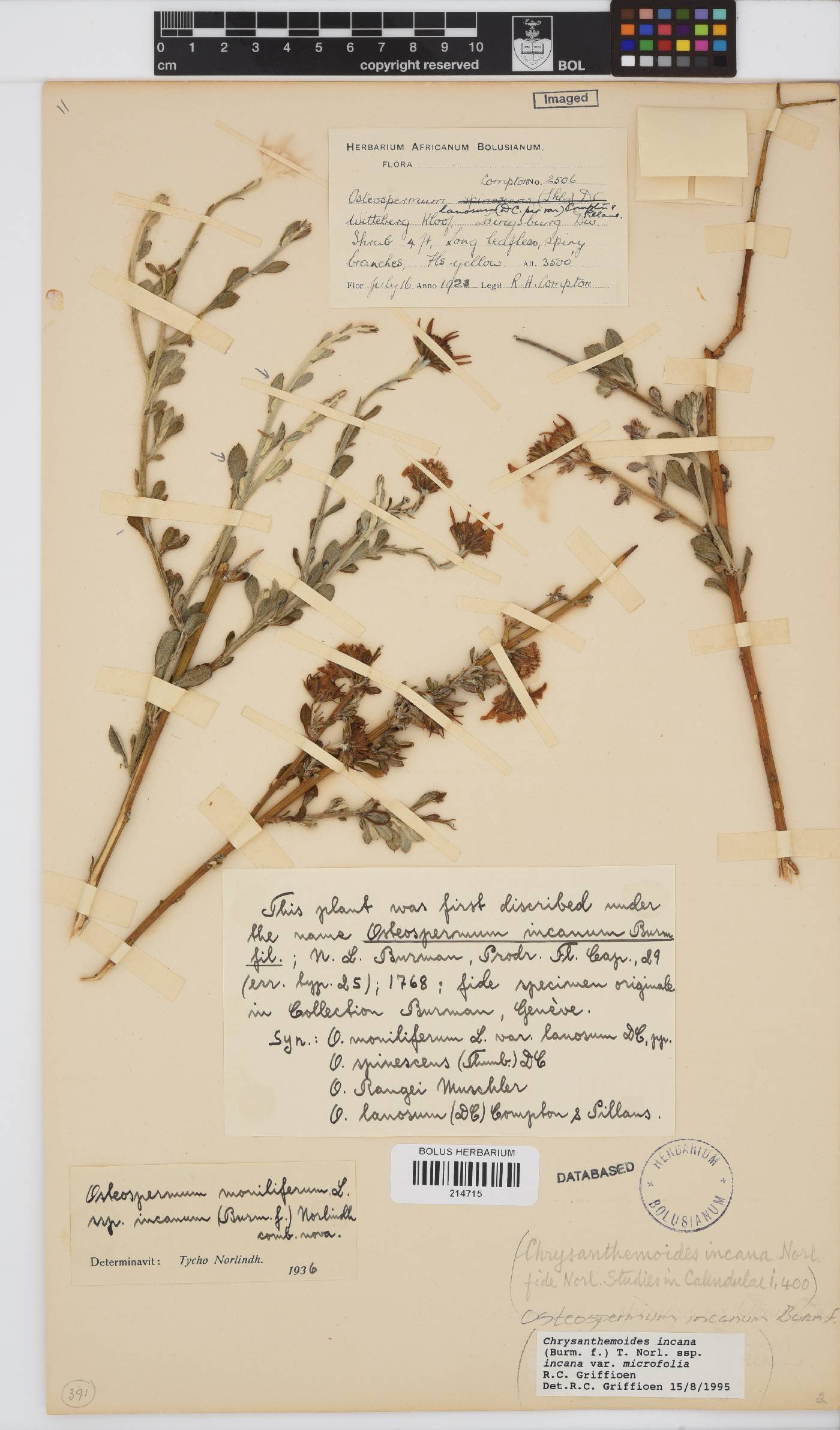 Osteospermum incanum image