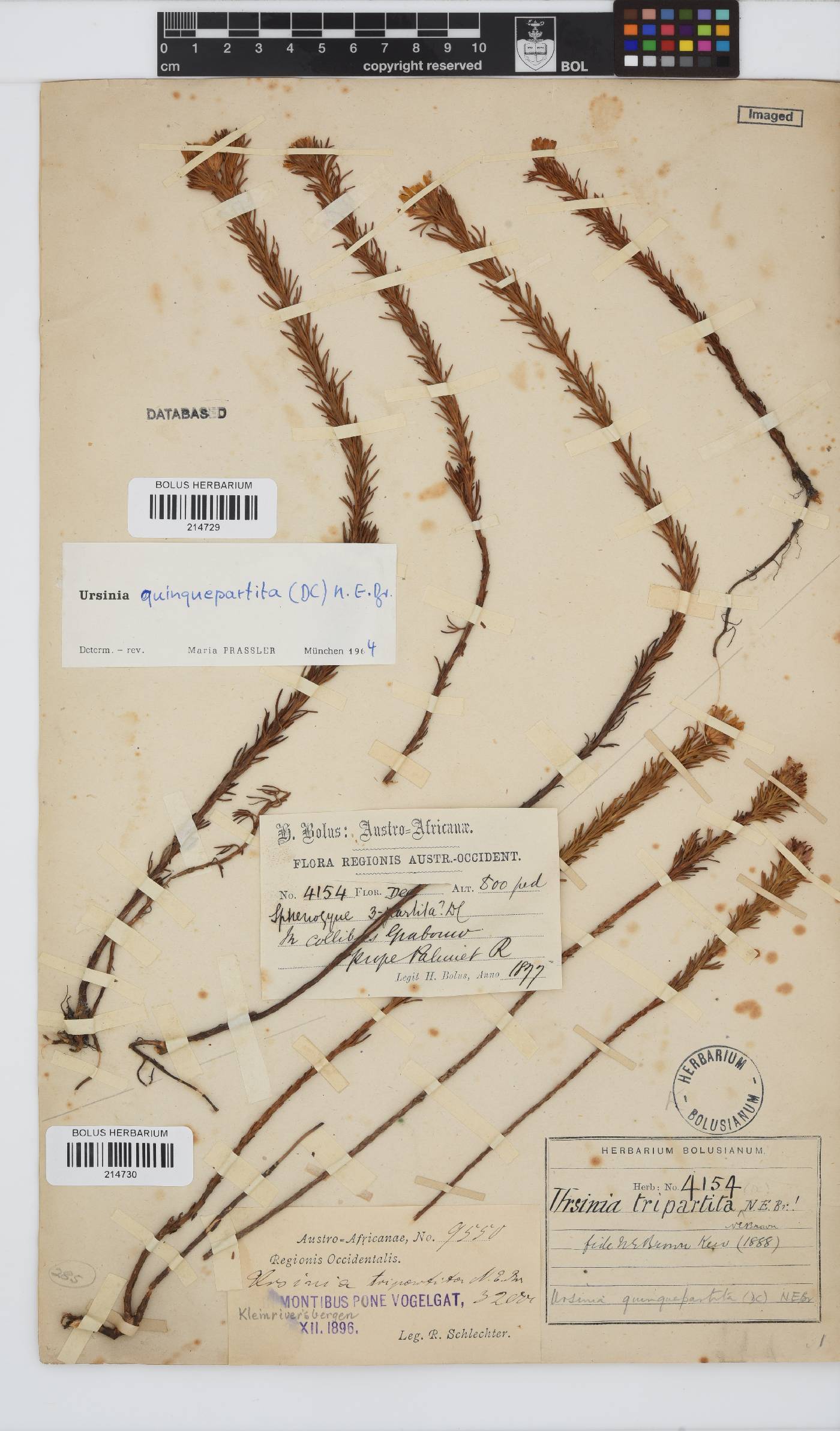 Ursinia quinquepartita image