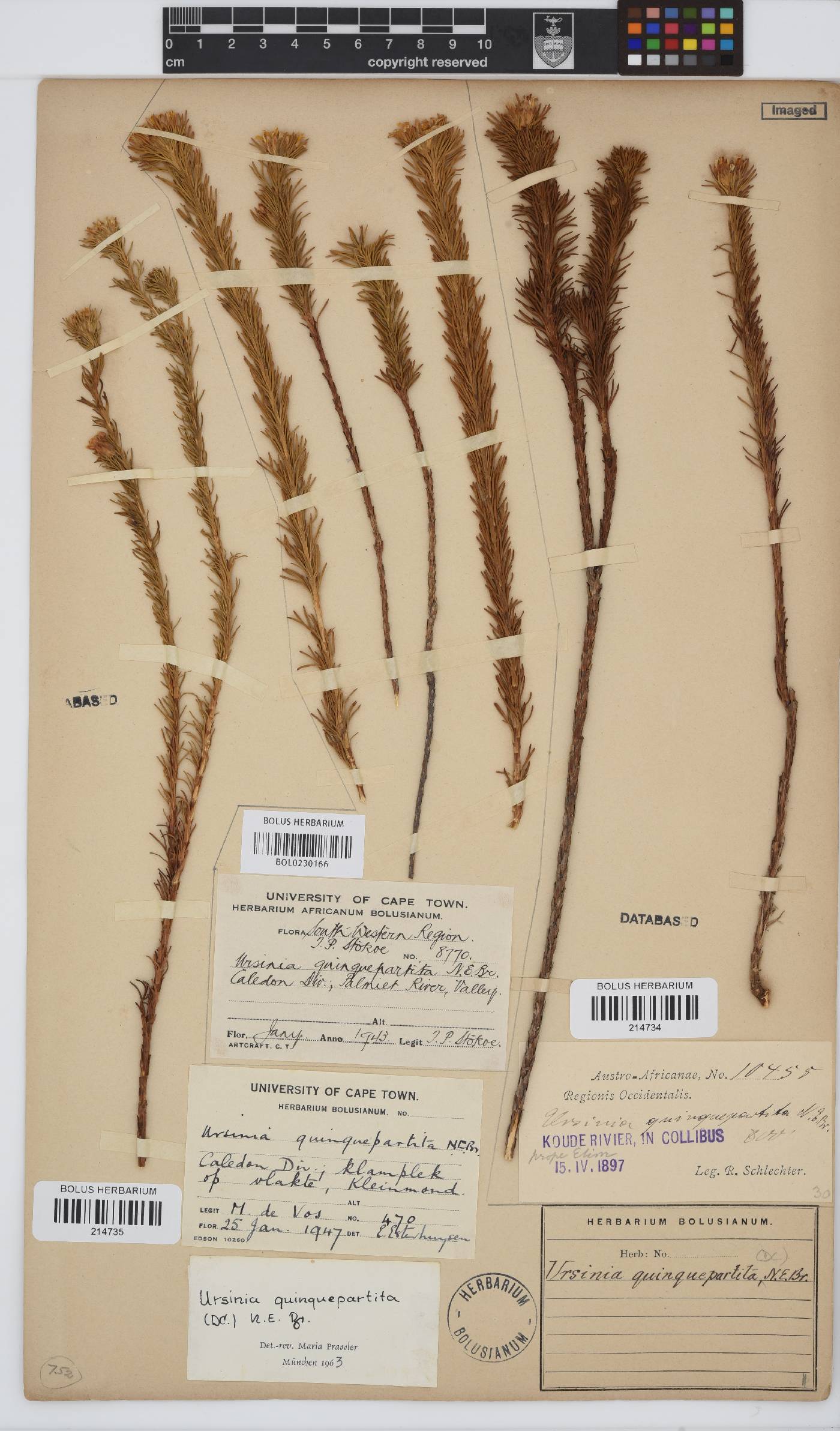 Ursinia quinquepartita image